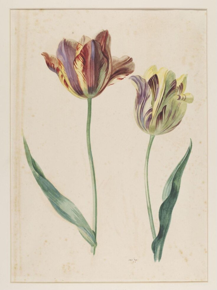 Study of a tulip top image