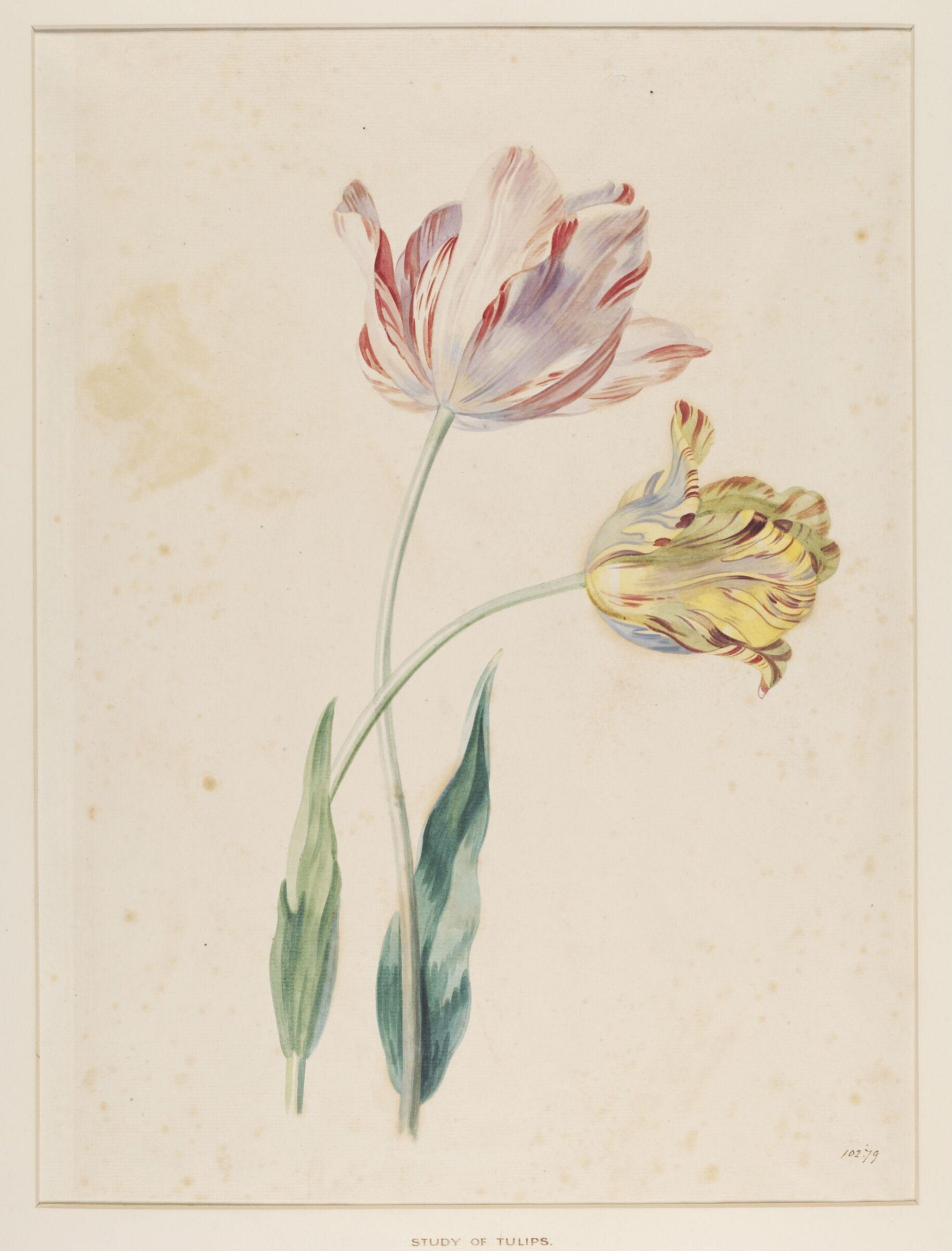 Study of a tulip, Mary Moser, ca. 1764-1800