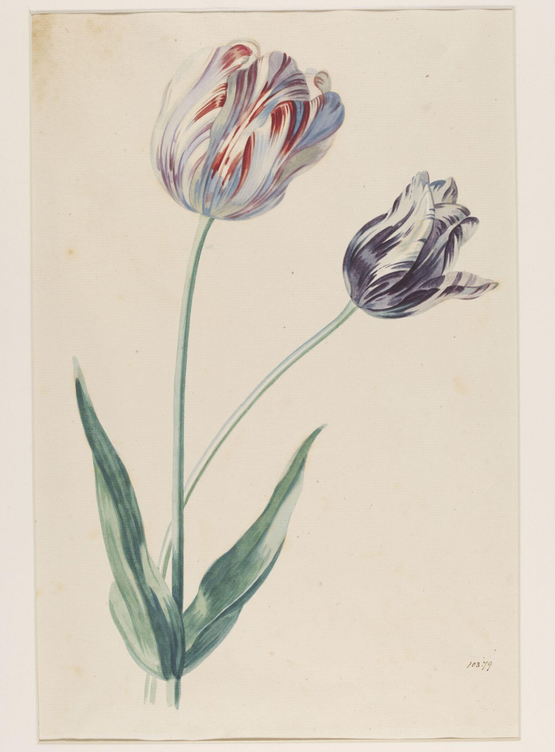 Study of a tulip, Mary Moser, ca. 1764-1800