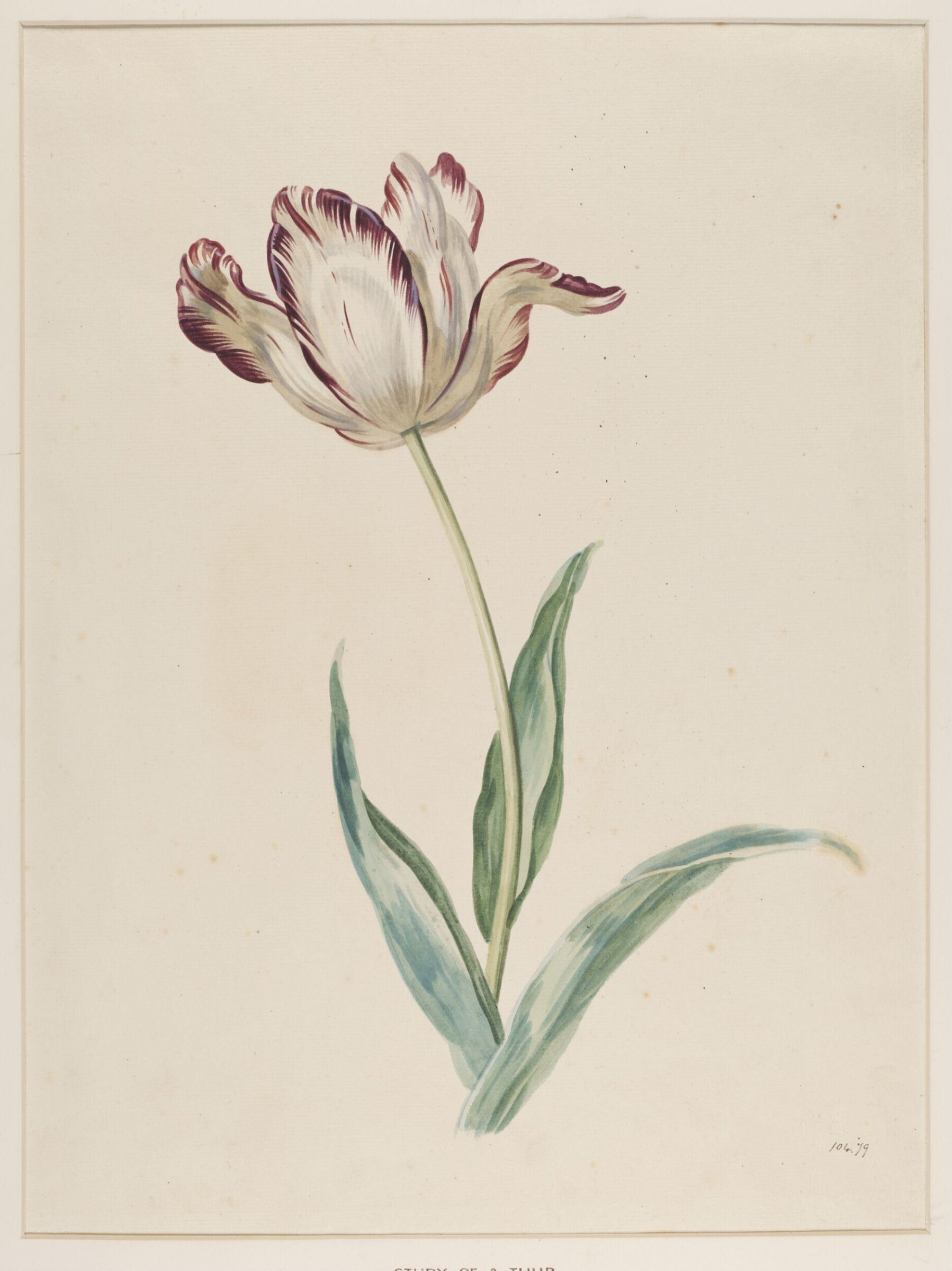 Study of a tulip, Mary Moser, ca. 1764-1800
