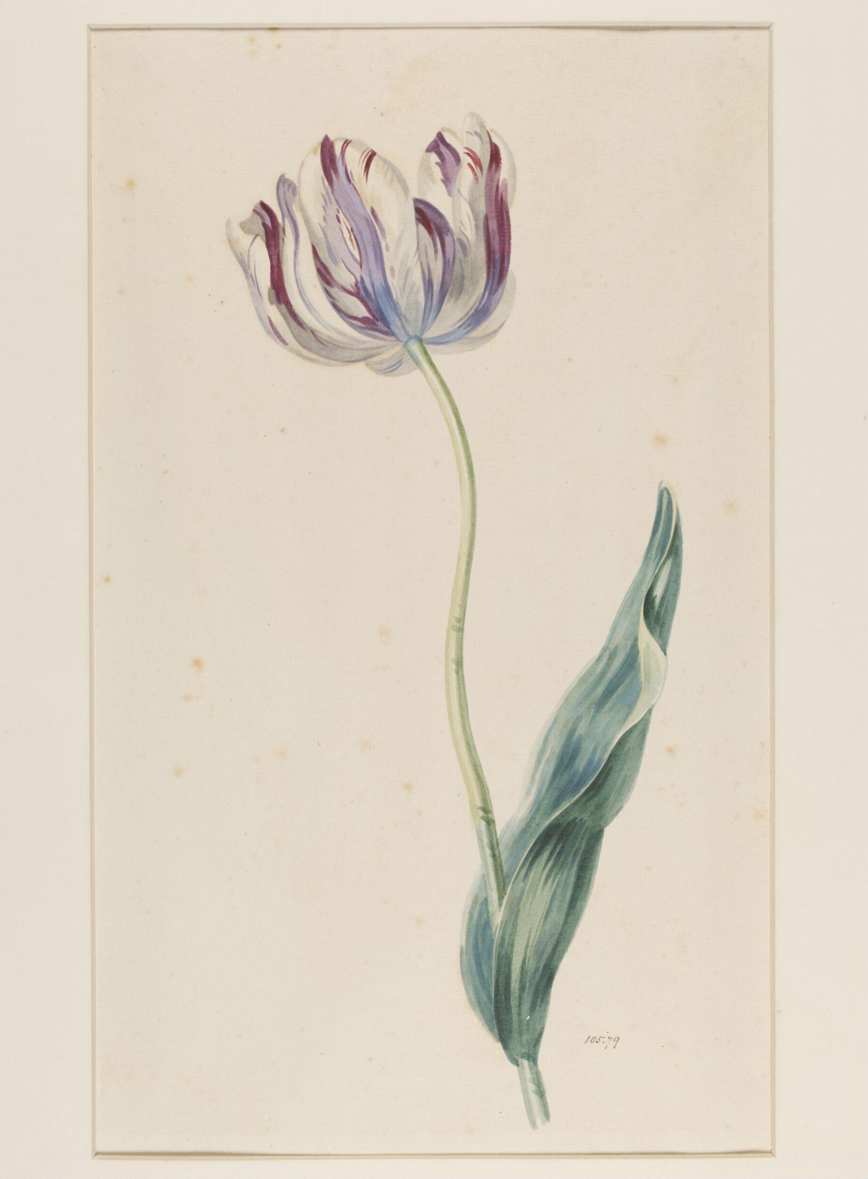 Study of a tulip, Mary Moser, ca. 1764-1800
