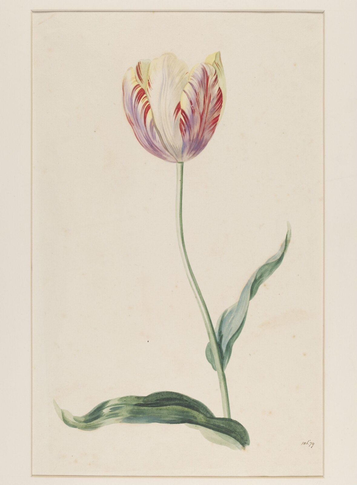 Study of a tulip, Mary Moser, ca. 1764-1800