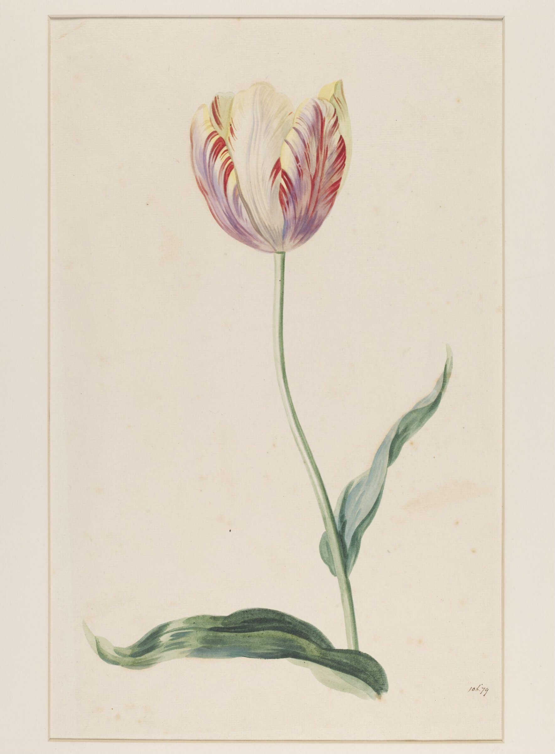 Study of a tulip, Mary Moser, ca. 1764-1800