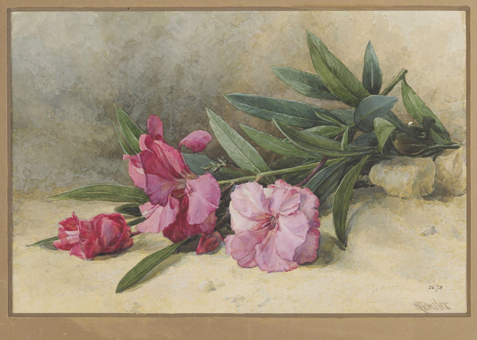 Oleander Blossom, Mary E. Butler, ca. 1867-1912
