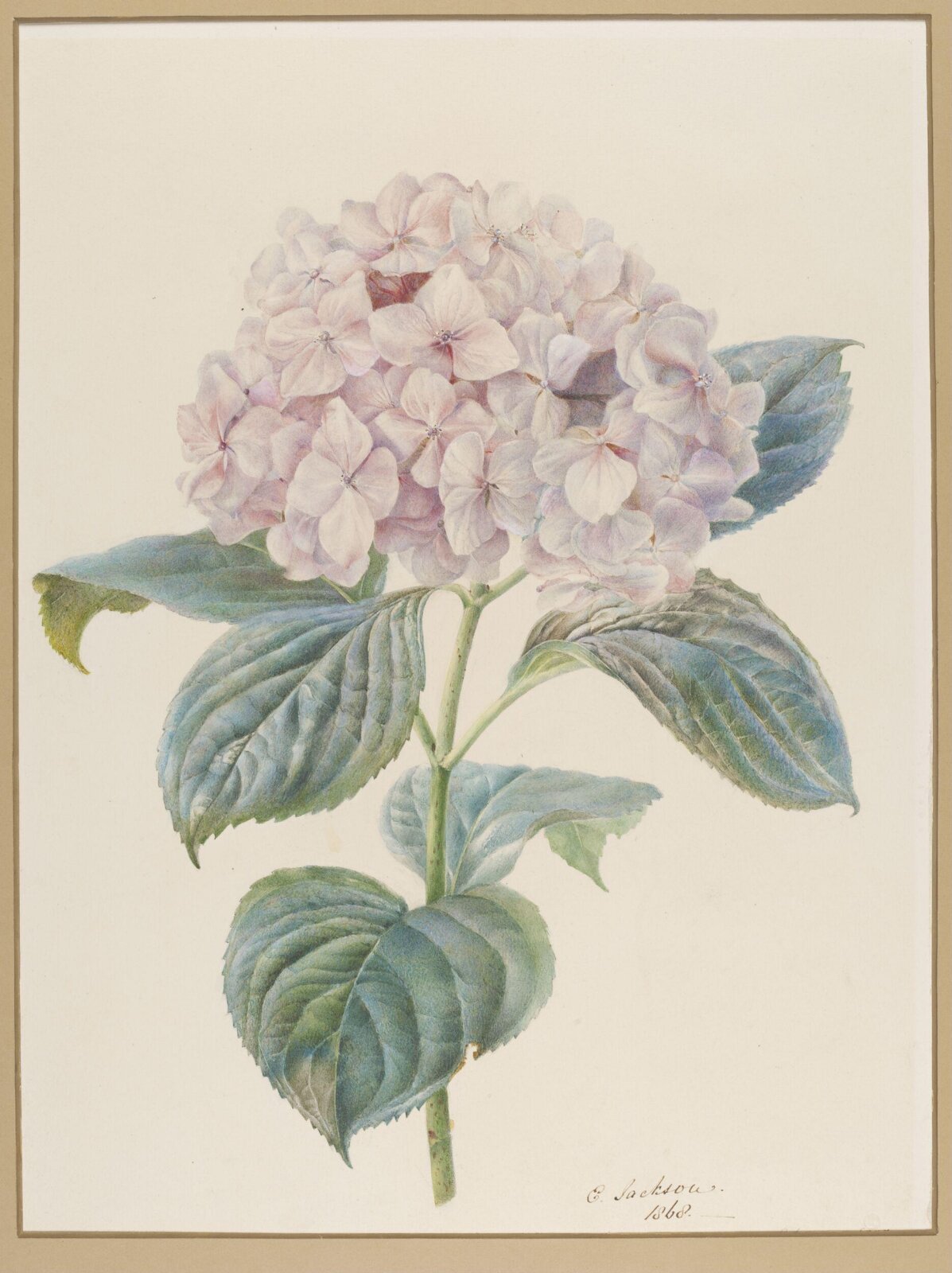 Drawing, 1868