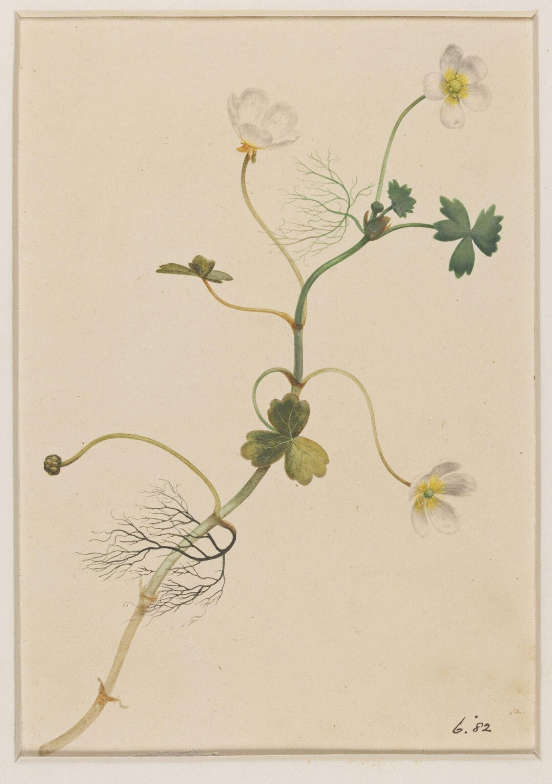 Drawing, James Hewlett, early 19th century
