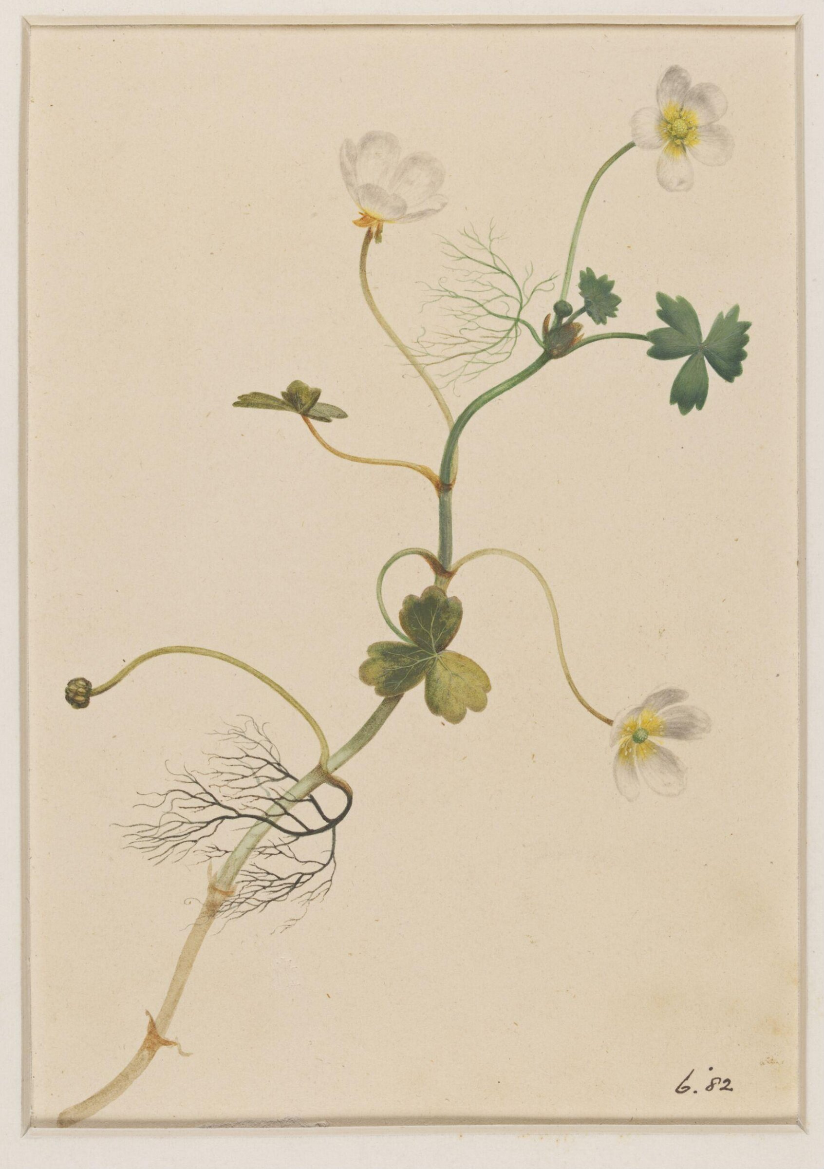 Drawing, James Hewlett, early 19th century