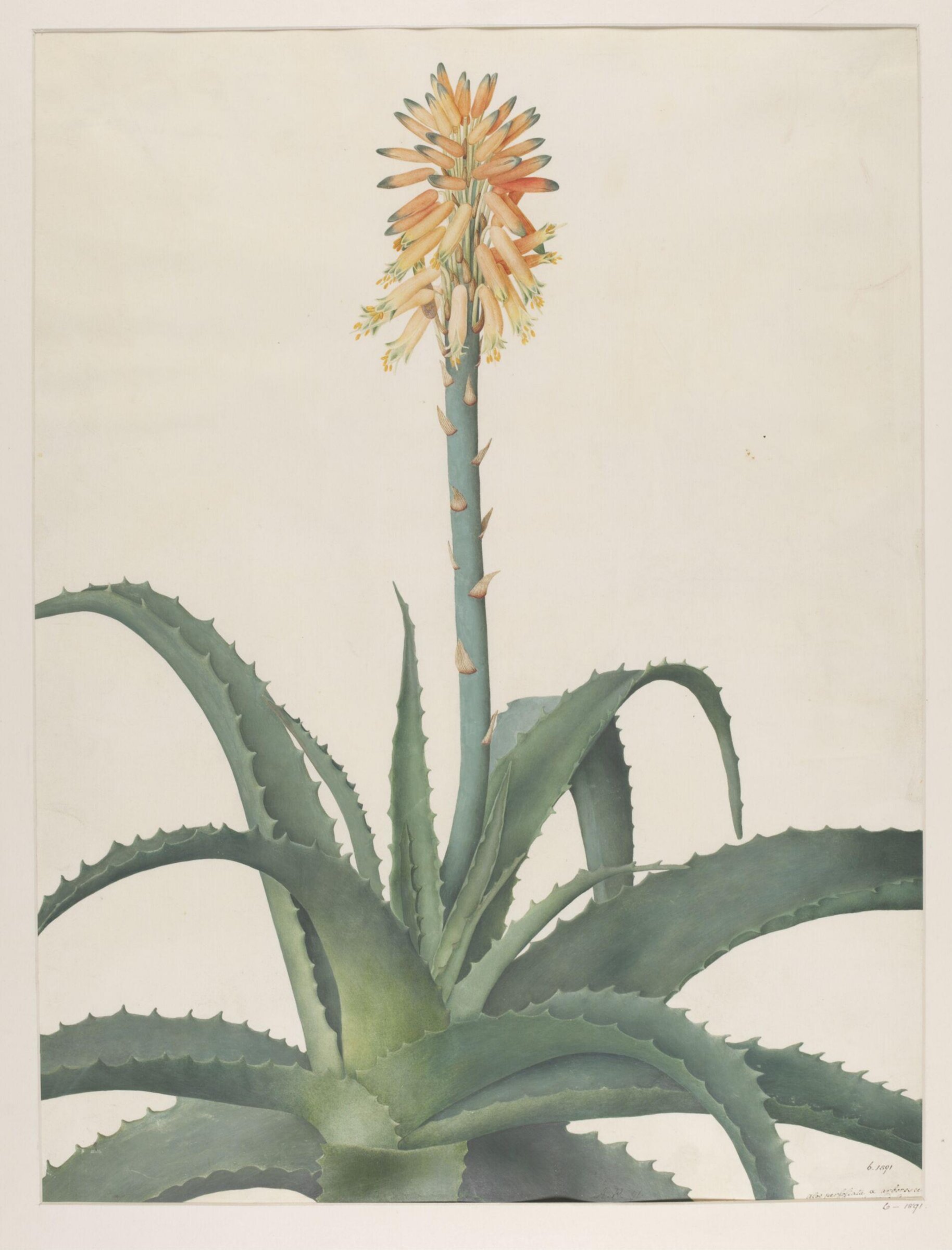 Aloe Arborescens, A. Power, 1791