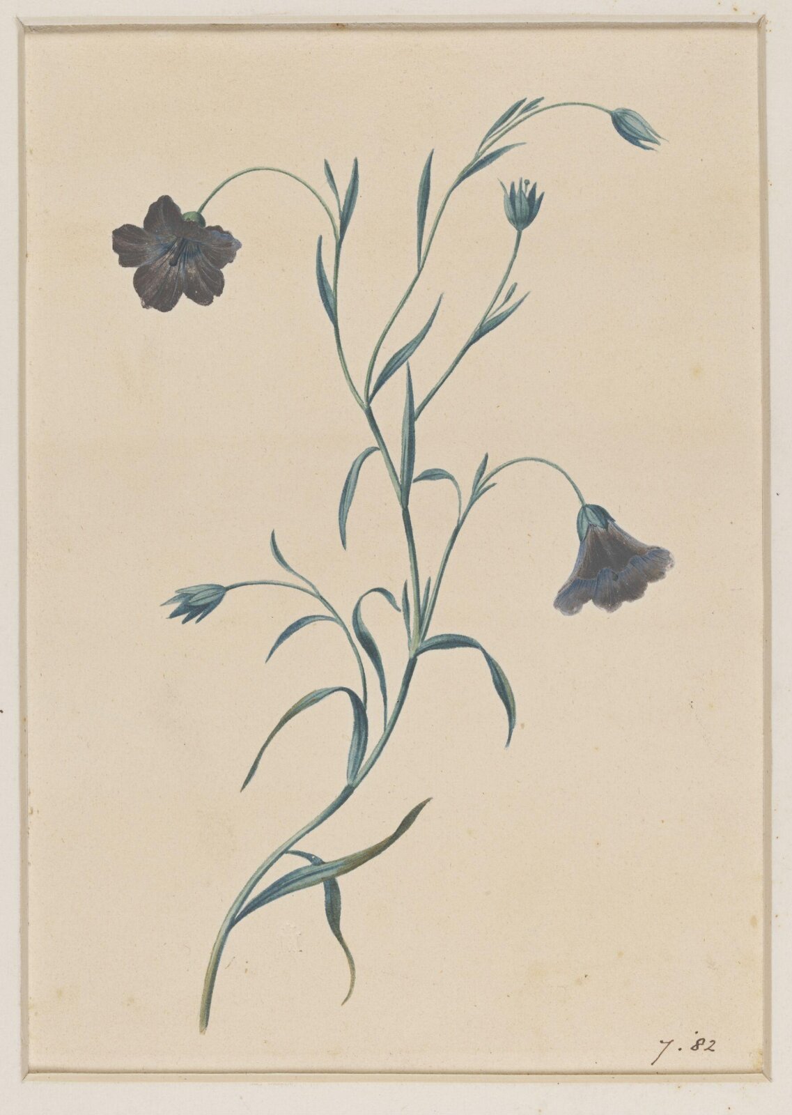 Drawing, James Hewlett, early 19th century