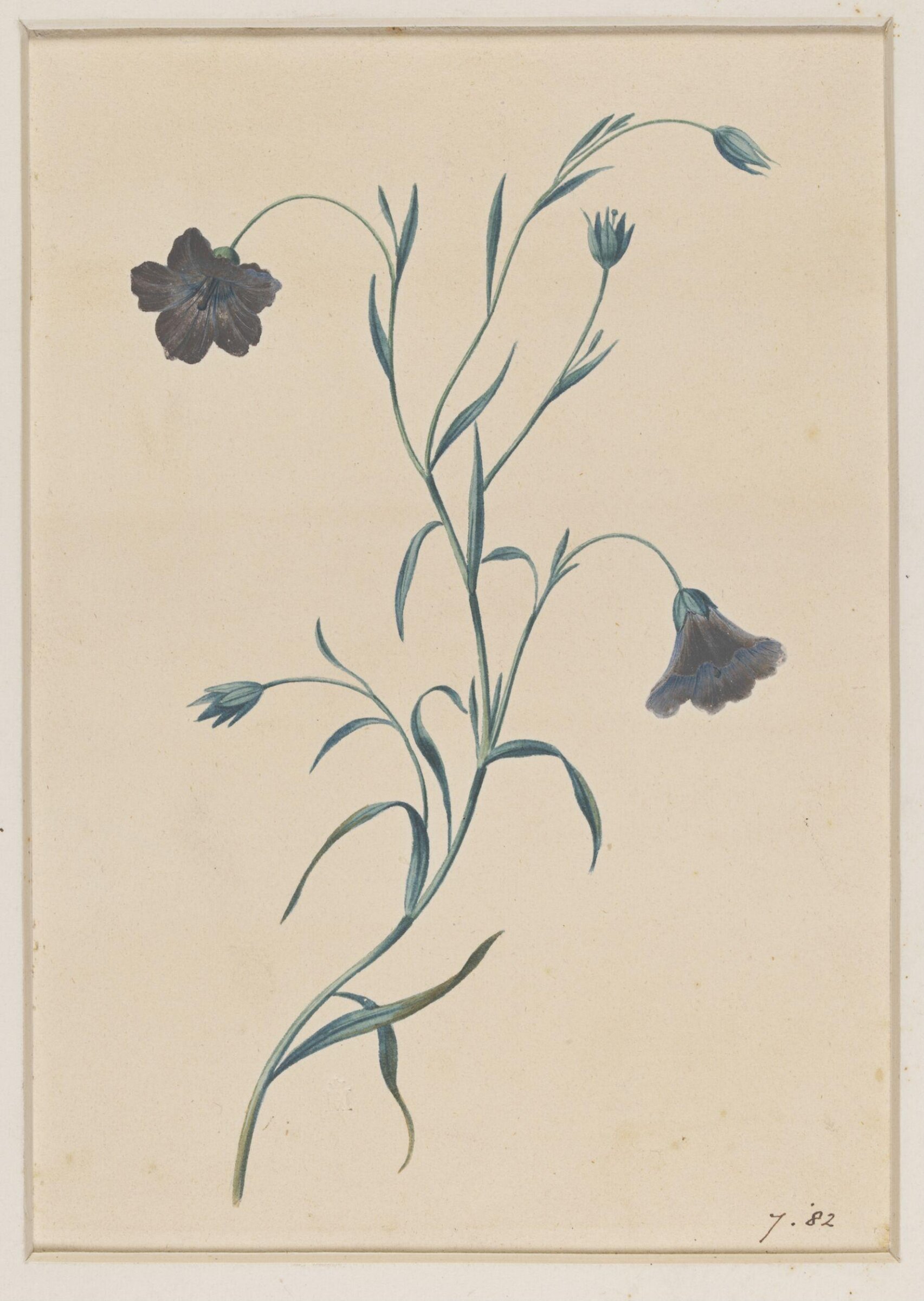 Drawing, James Hewlett, early 19th century