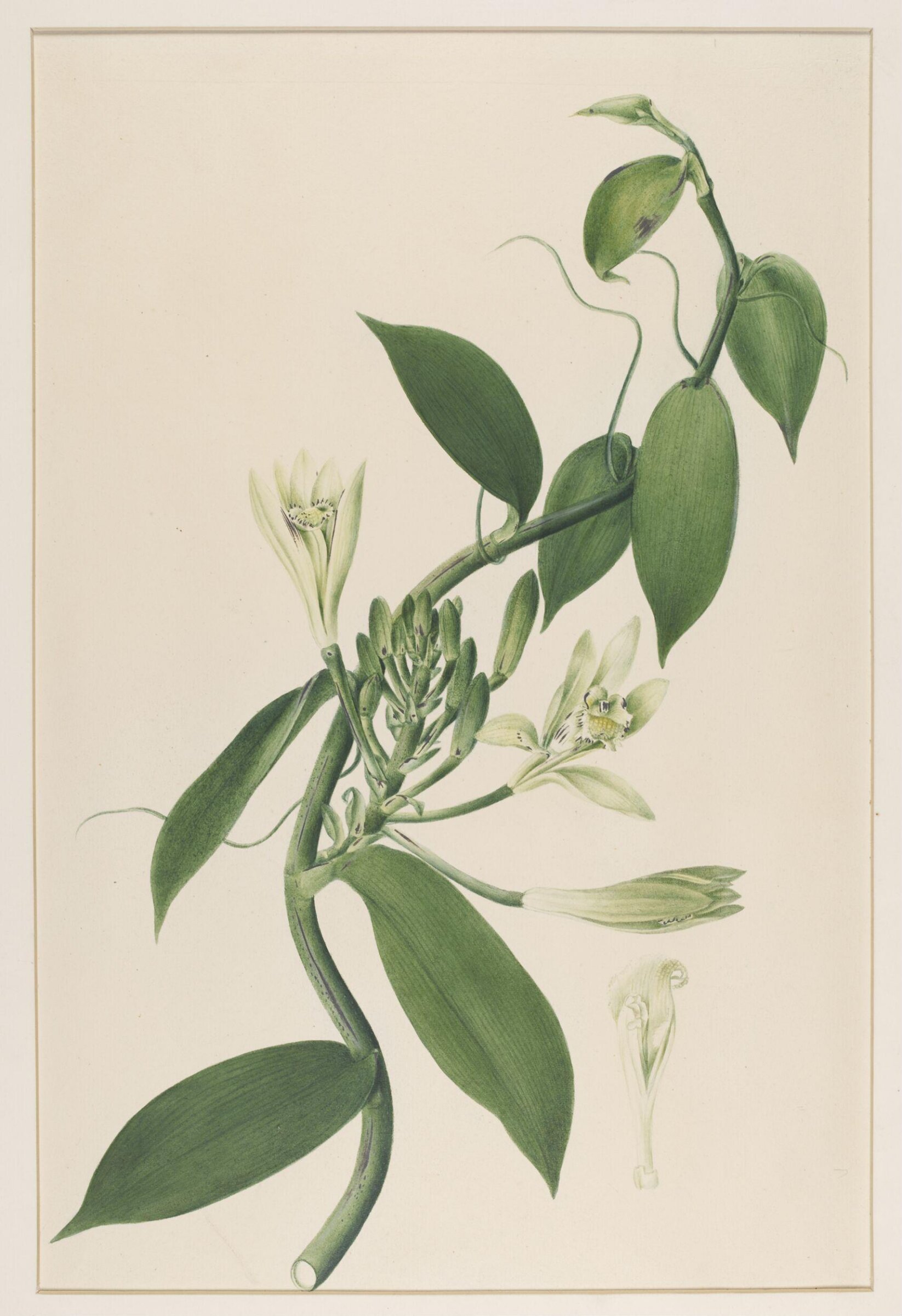 Watercolour, Johann Knapp, early 19th century