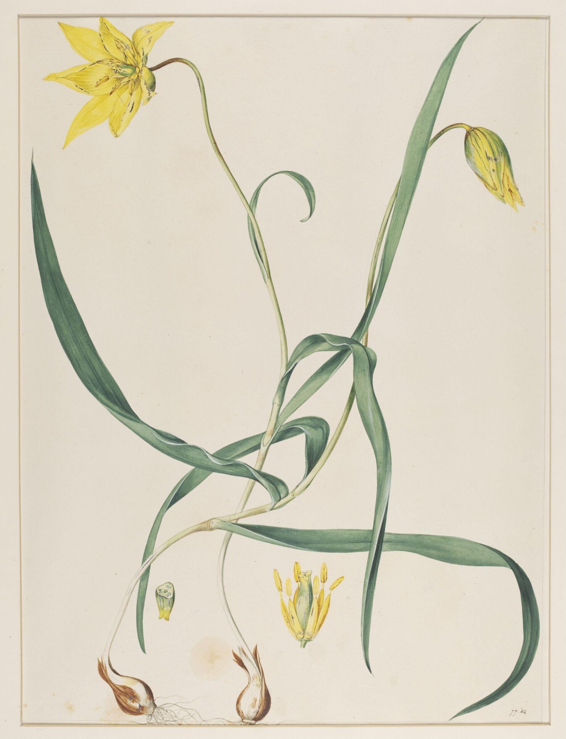 Watercolour, Johann Knapp, early 19th century