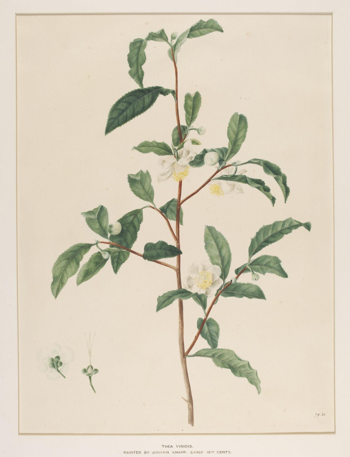 Watercolour, Johann Knapp, early 19th century