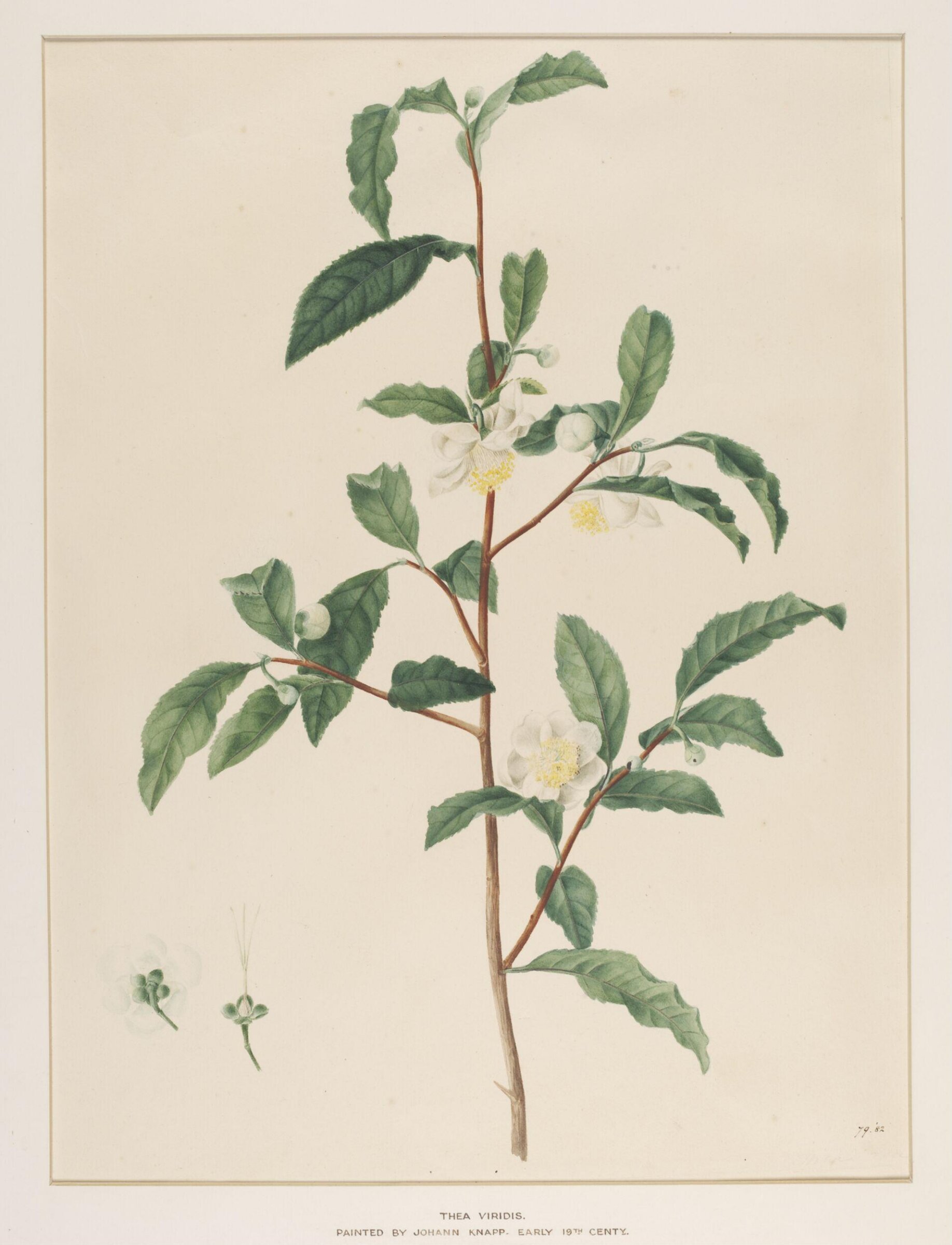 Watercolour, Johann Knapp, early 19th century