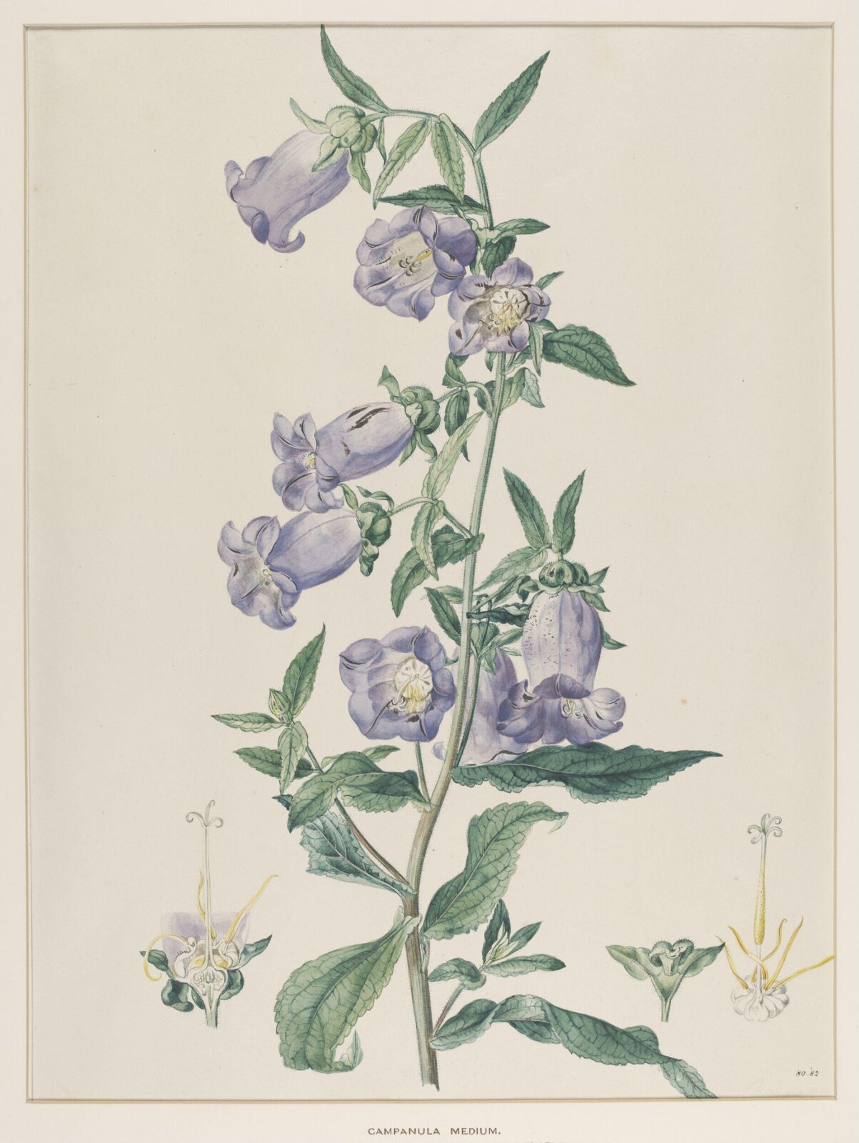 Campanula Medium, Johann Knapp, early 19th century