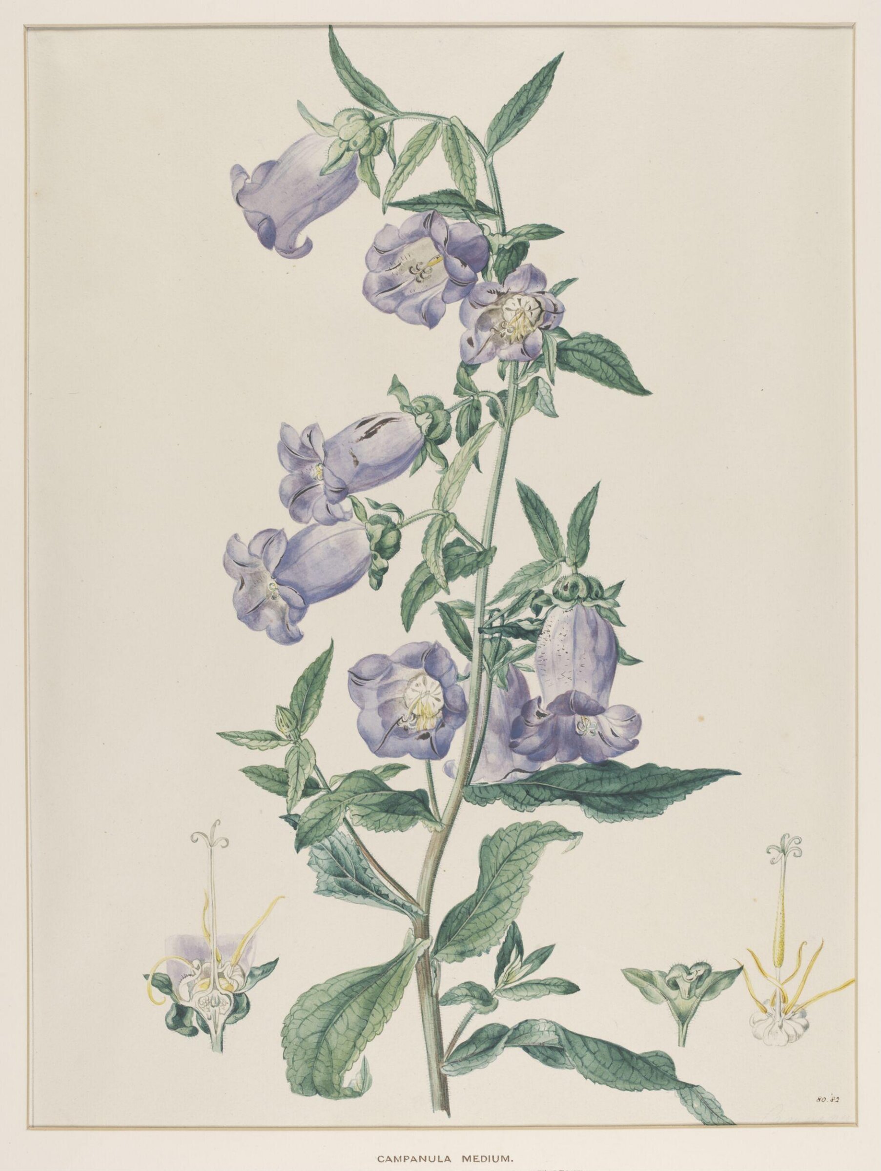 Campanula Medium, Johann Knapp, early 19th century