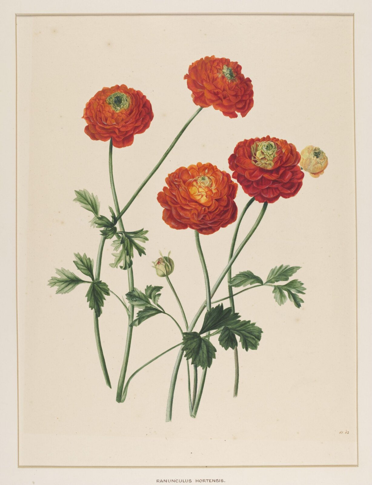 Ranunculus Hortensis, Johann Knapp, early 19th century