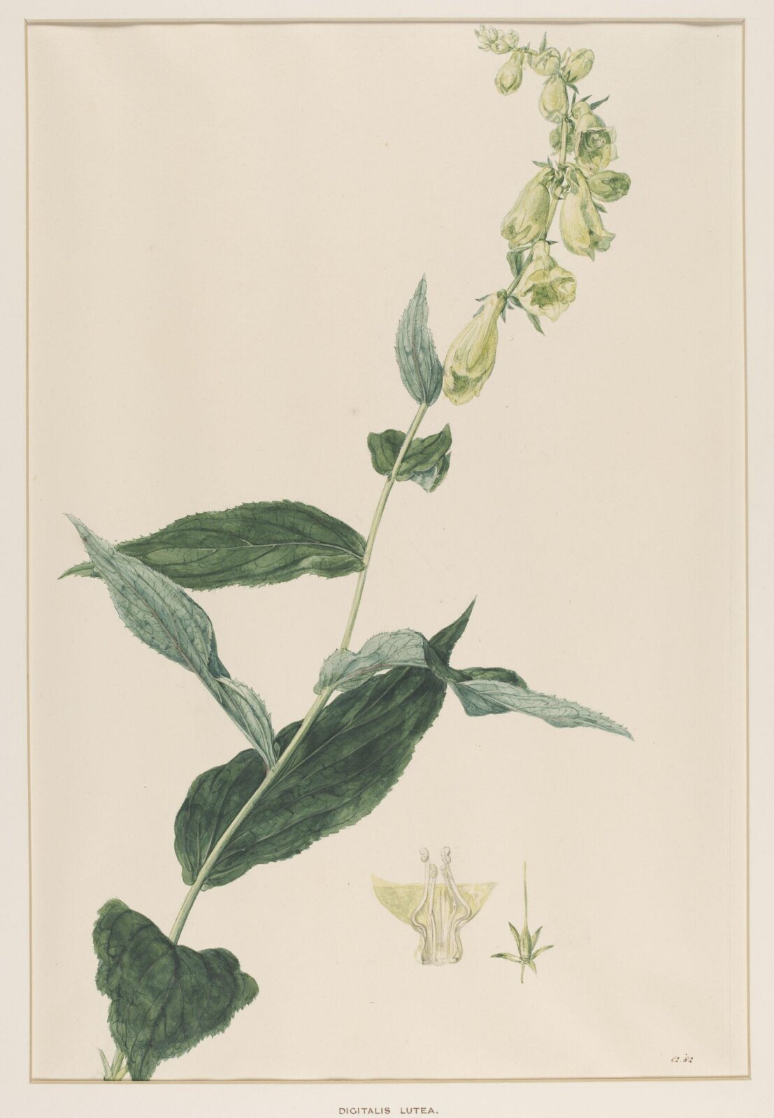 Digitalis Lutea, Johann Knapp, early 19th century