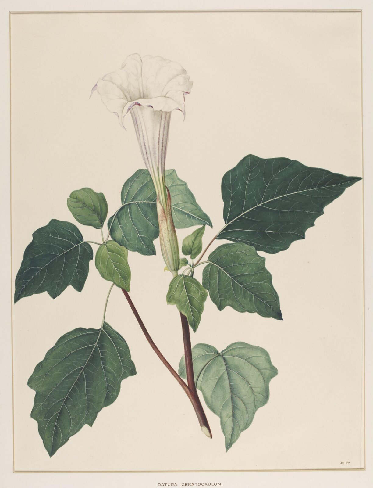 Datura Ceratocaulon, Johann Knapp, early 19th century