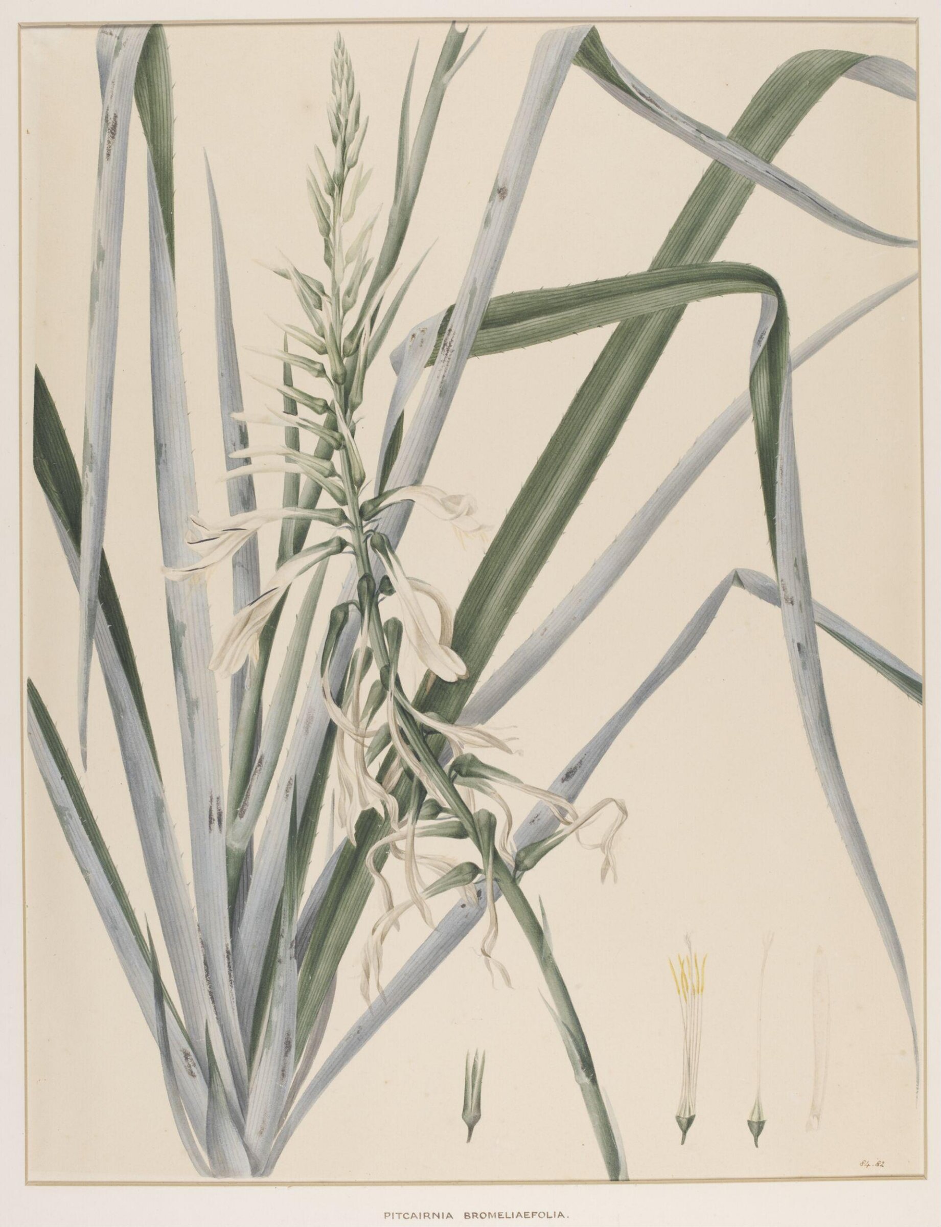 Pitcairnia Bromeliaefolia, Johann Knapp, early 19th century