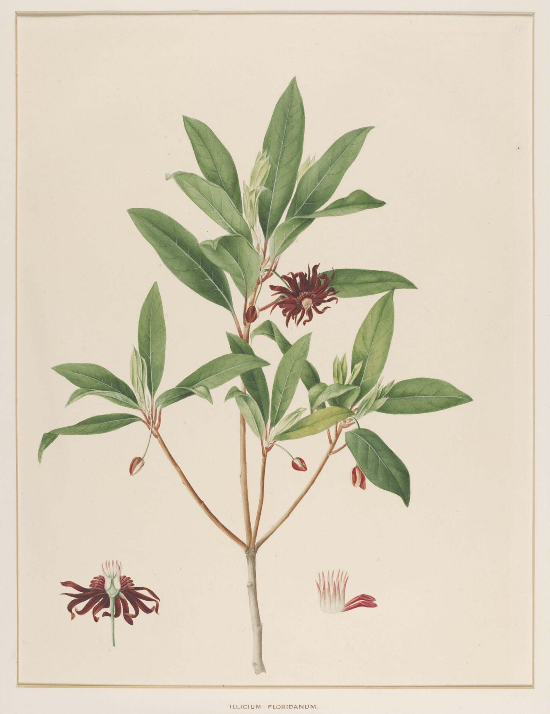 Illicium Floridanum, Johann Knapp, early 19th century