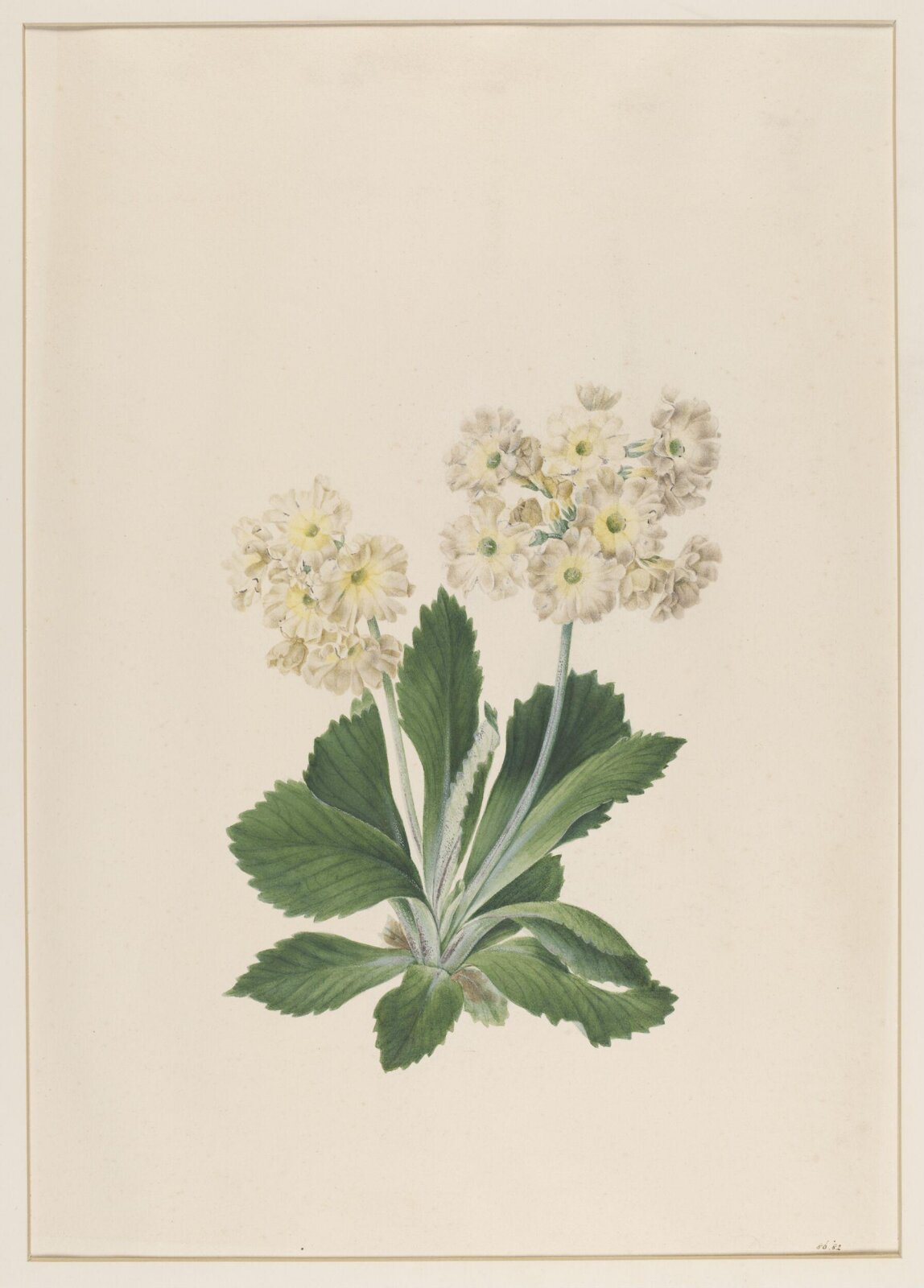 Primula Auricula, Johann Knapp, early 19th century