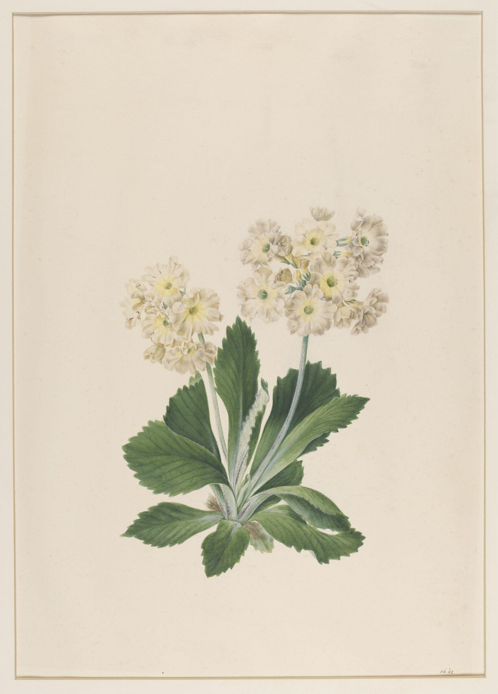 Primula Auricula, Johann Knapp, early 19th century