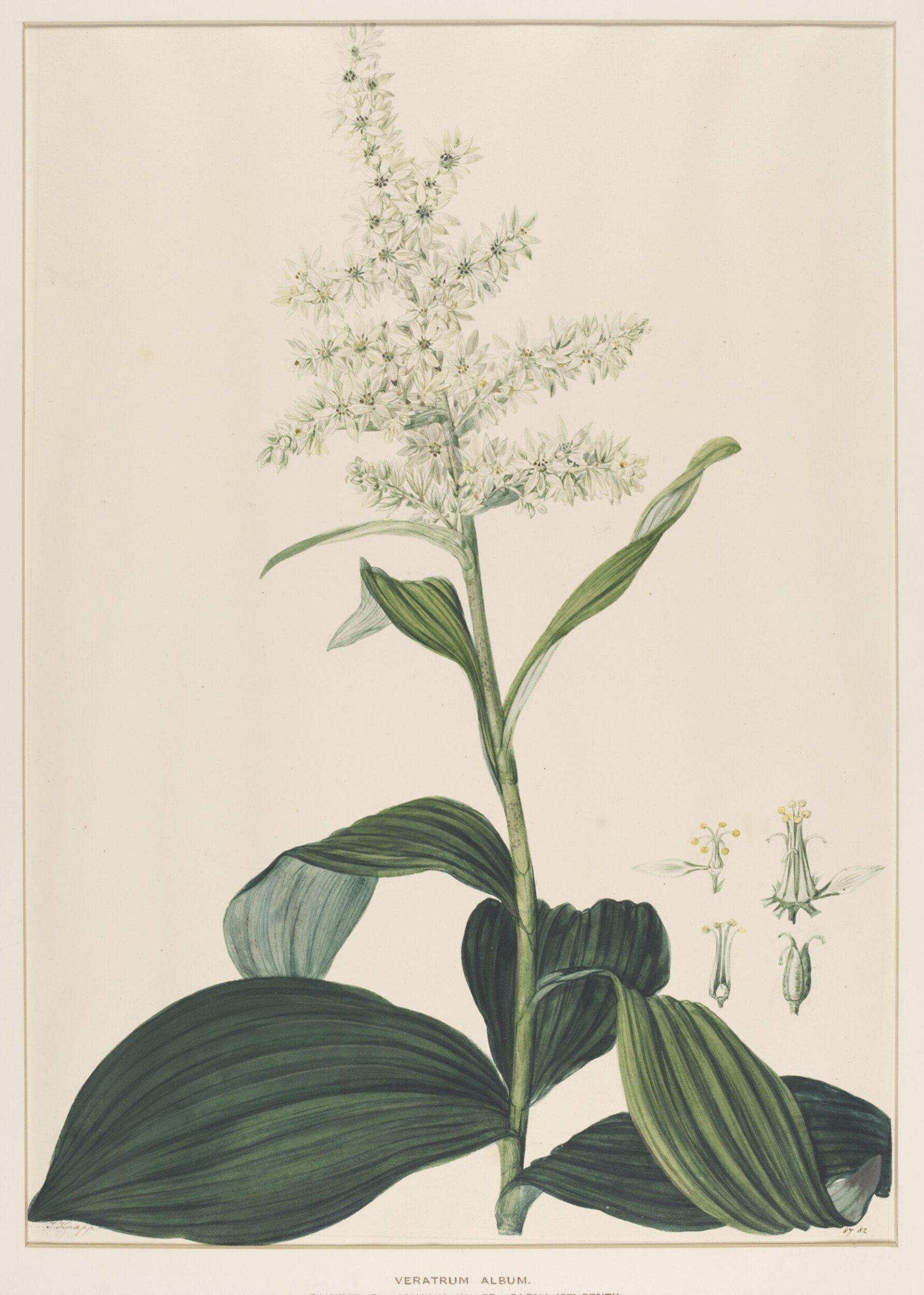 Veratrum Album, Johann Knapp, early 19th century