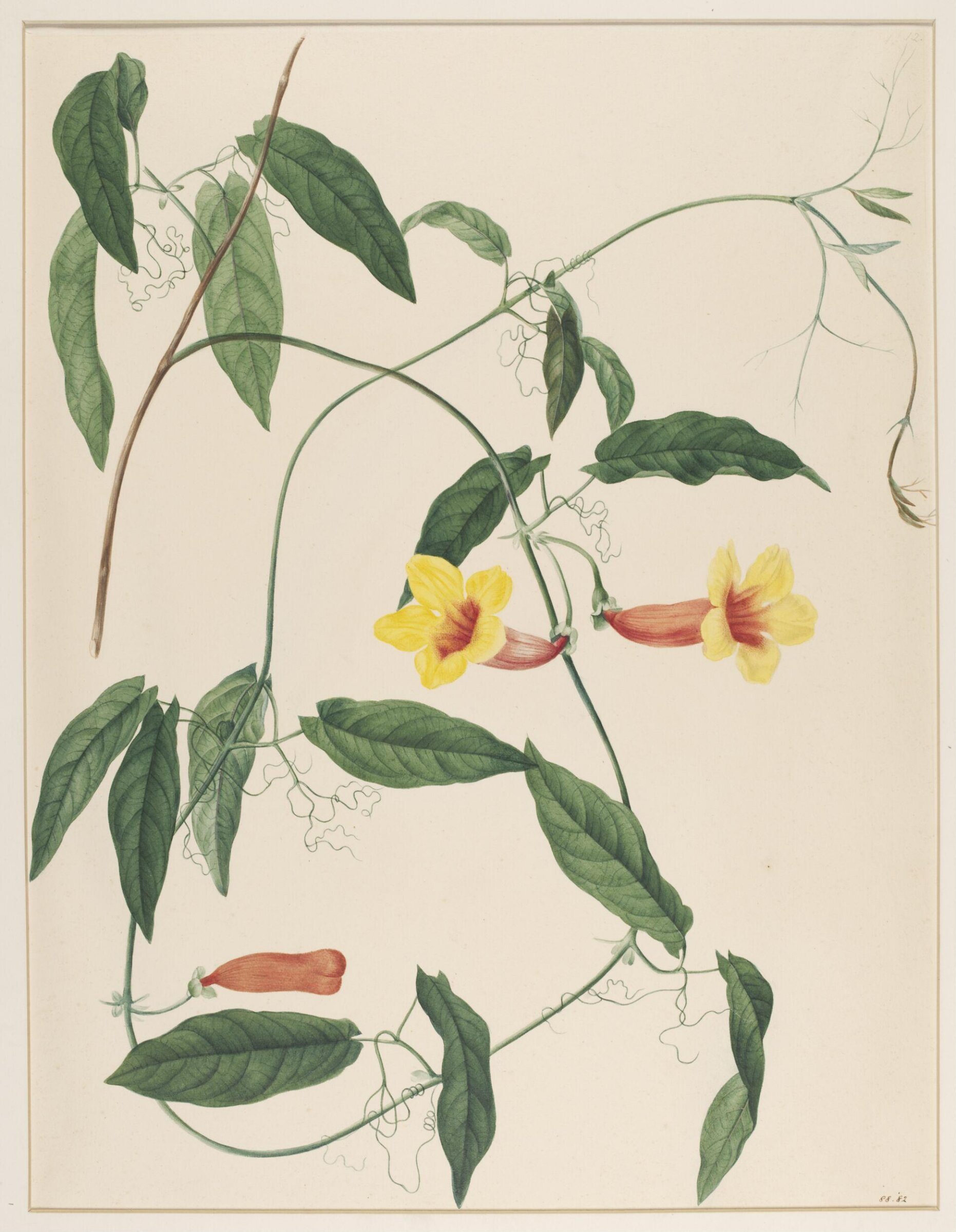 Bignonia Capreolata, Johann Knapp, early 19th century