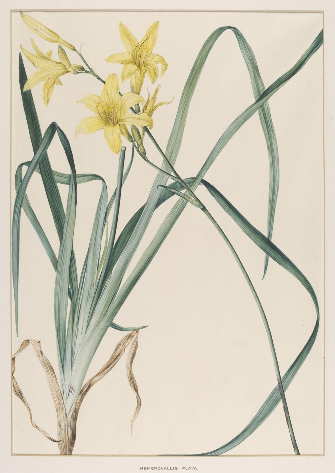 Hemerocallis Flava, Johann Knapp, early 19th century