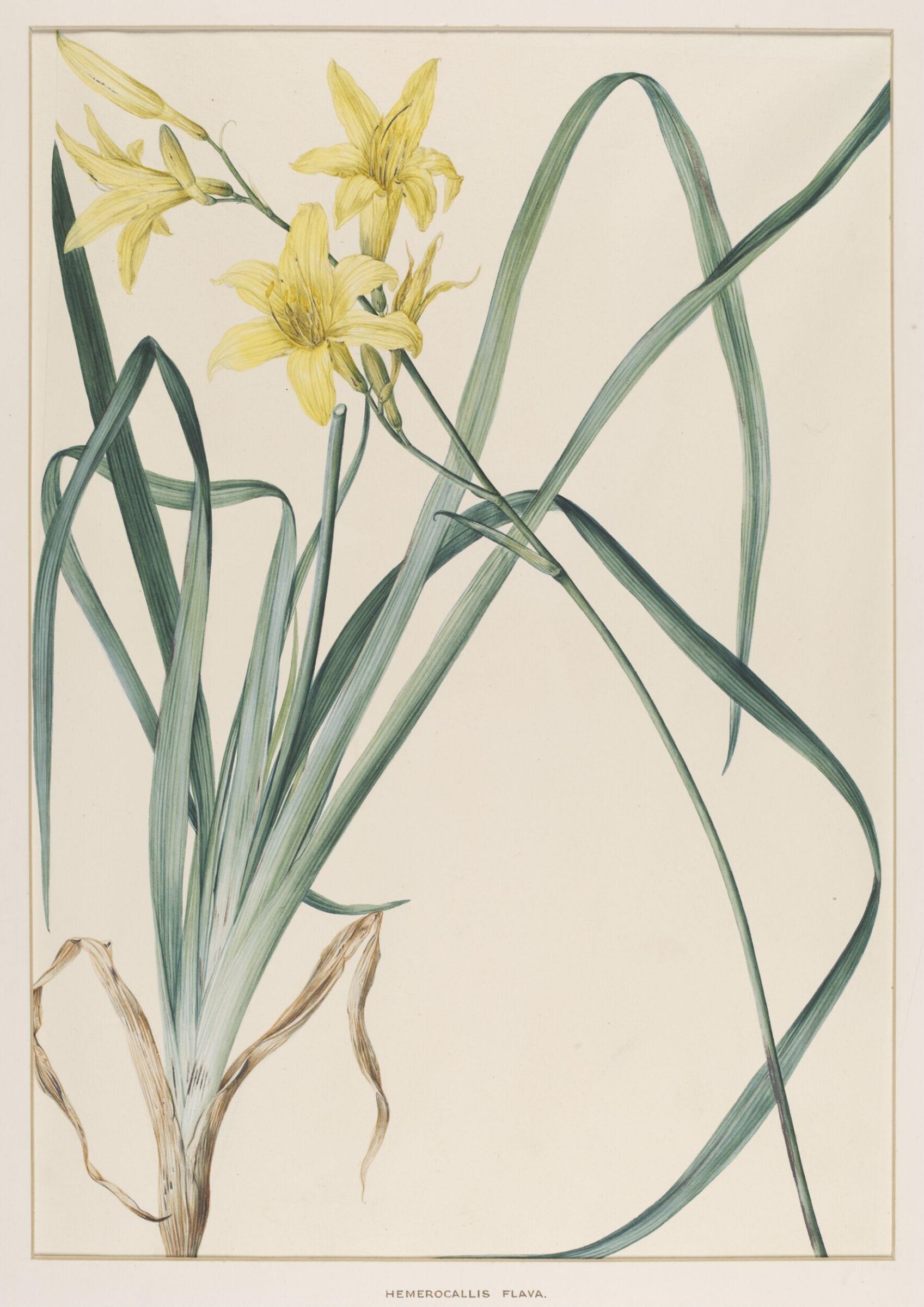 Hemerocallis Flava, Johann Knapp, early 19th century