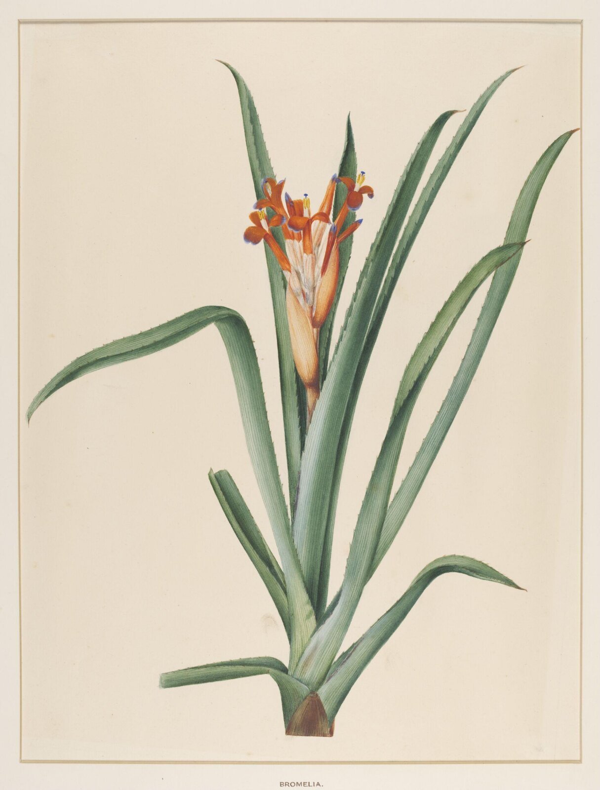 Bromelia, Johann Knapp, early 19th century