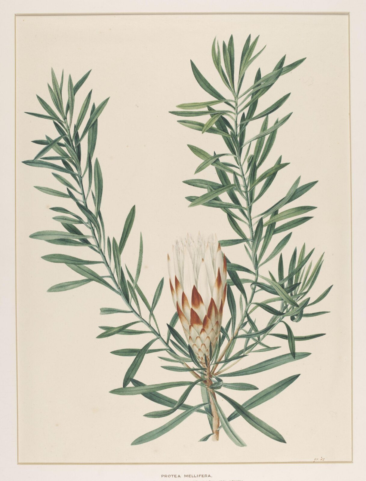 Protea Mellifera, Johann Knapp, early 19th century