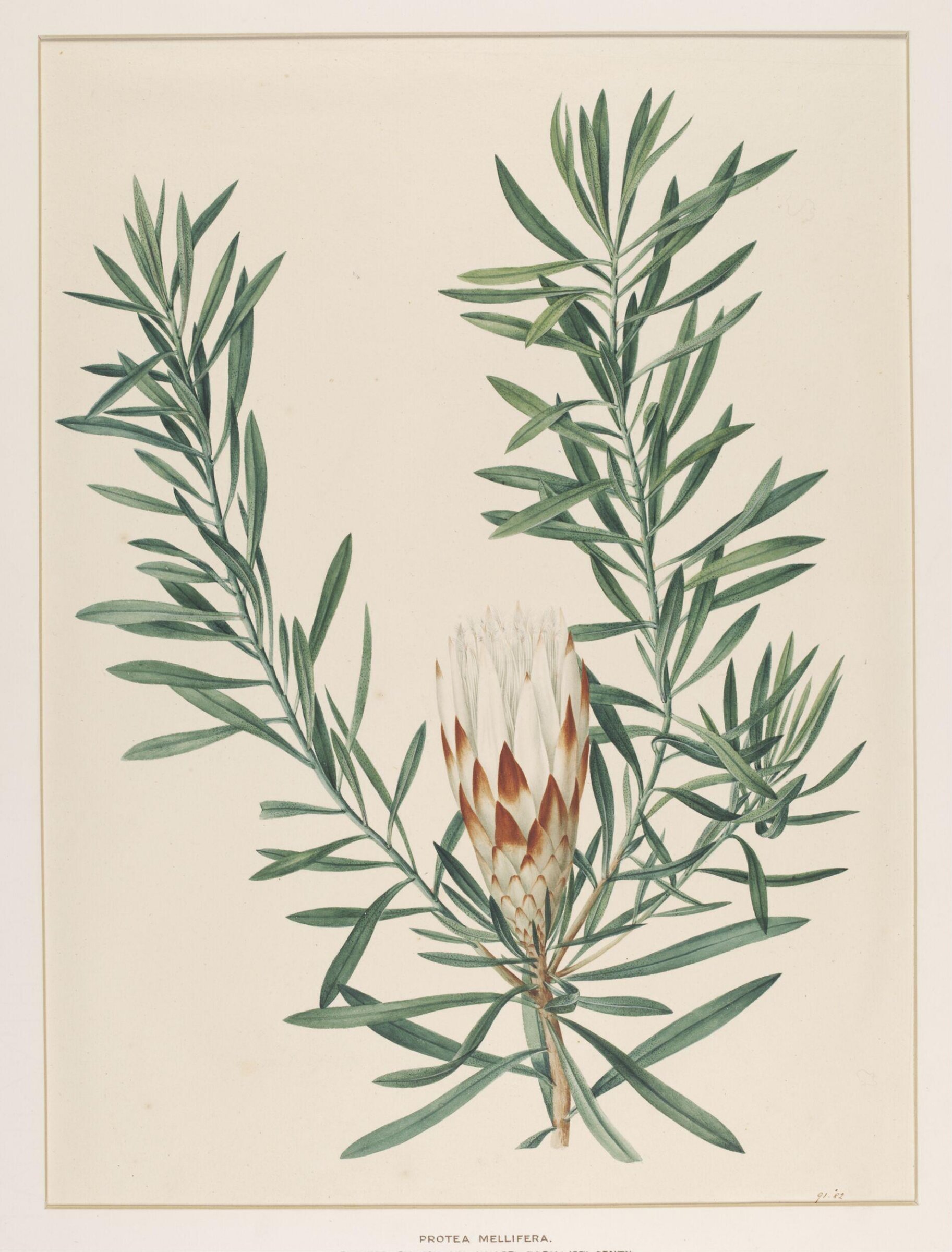 Protea Mellifera, Johann Knapp, early 19th century