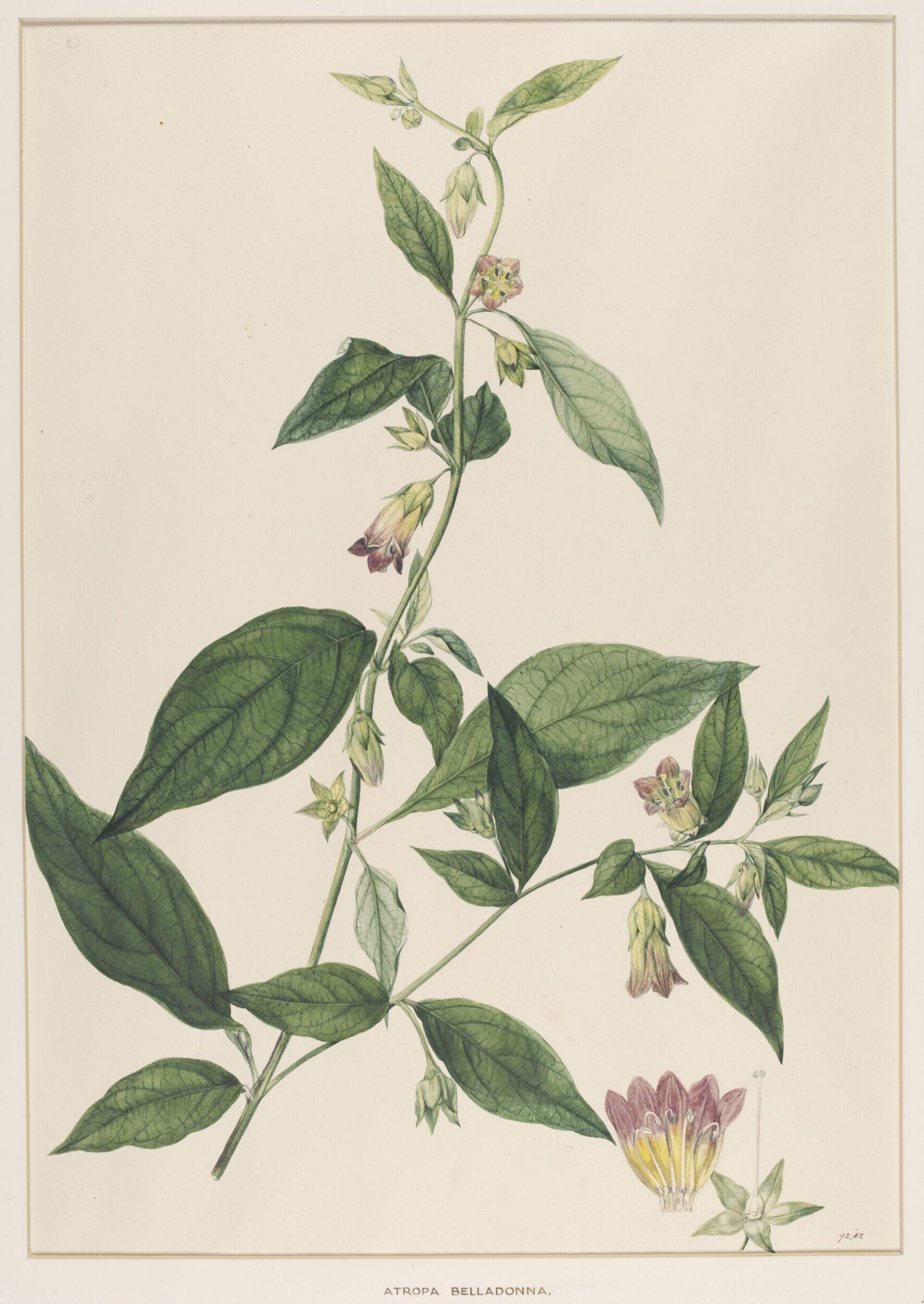 Atropa Belladonna, Johann Knapp, early 19th century