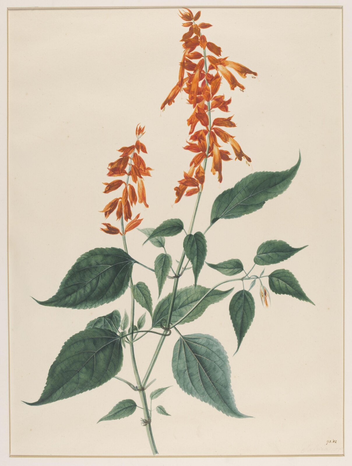 Salvia Splendens, Johann Knapp, early 19th century