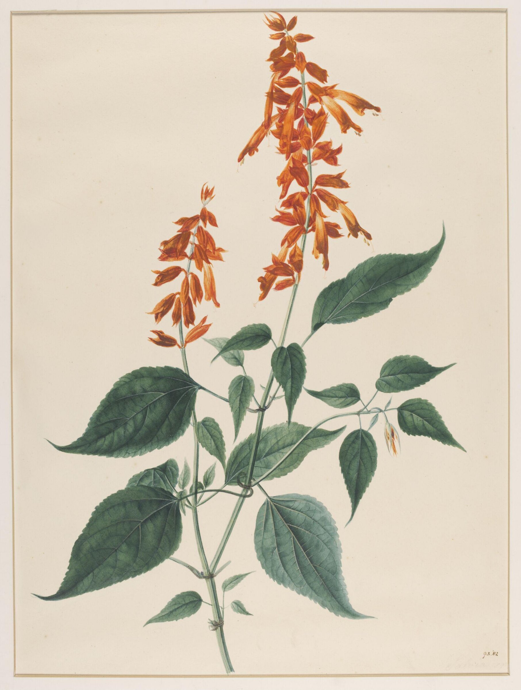 Salvia Splendens, Johann Knapp, early 19th century