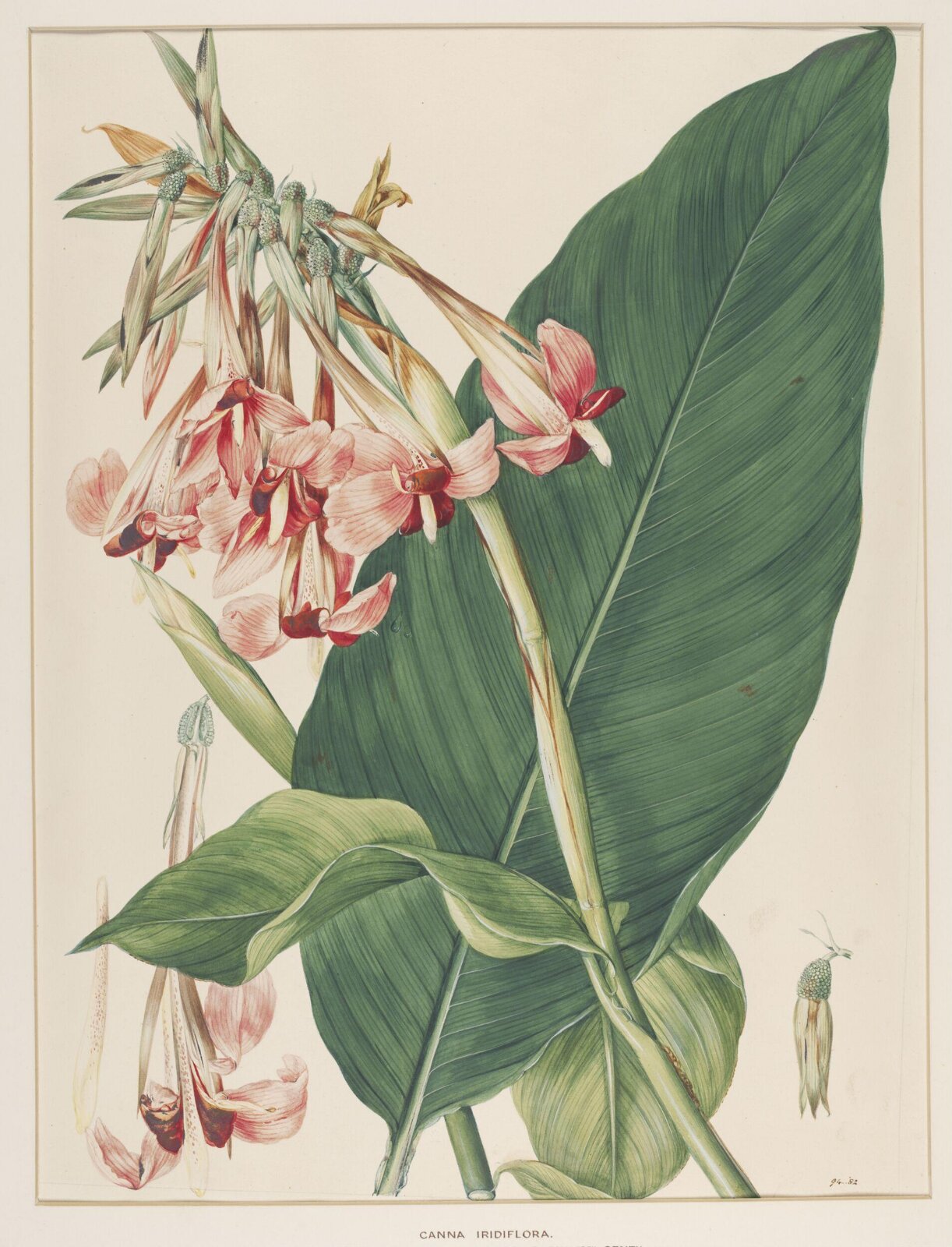 Canna Iridiflora, Johann Knapp, early 19th century