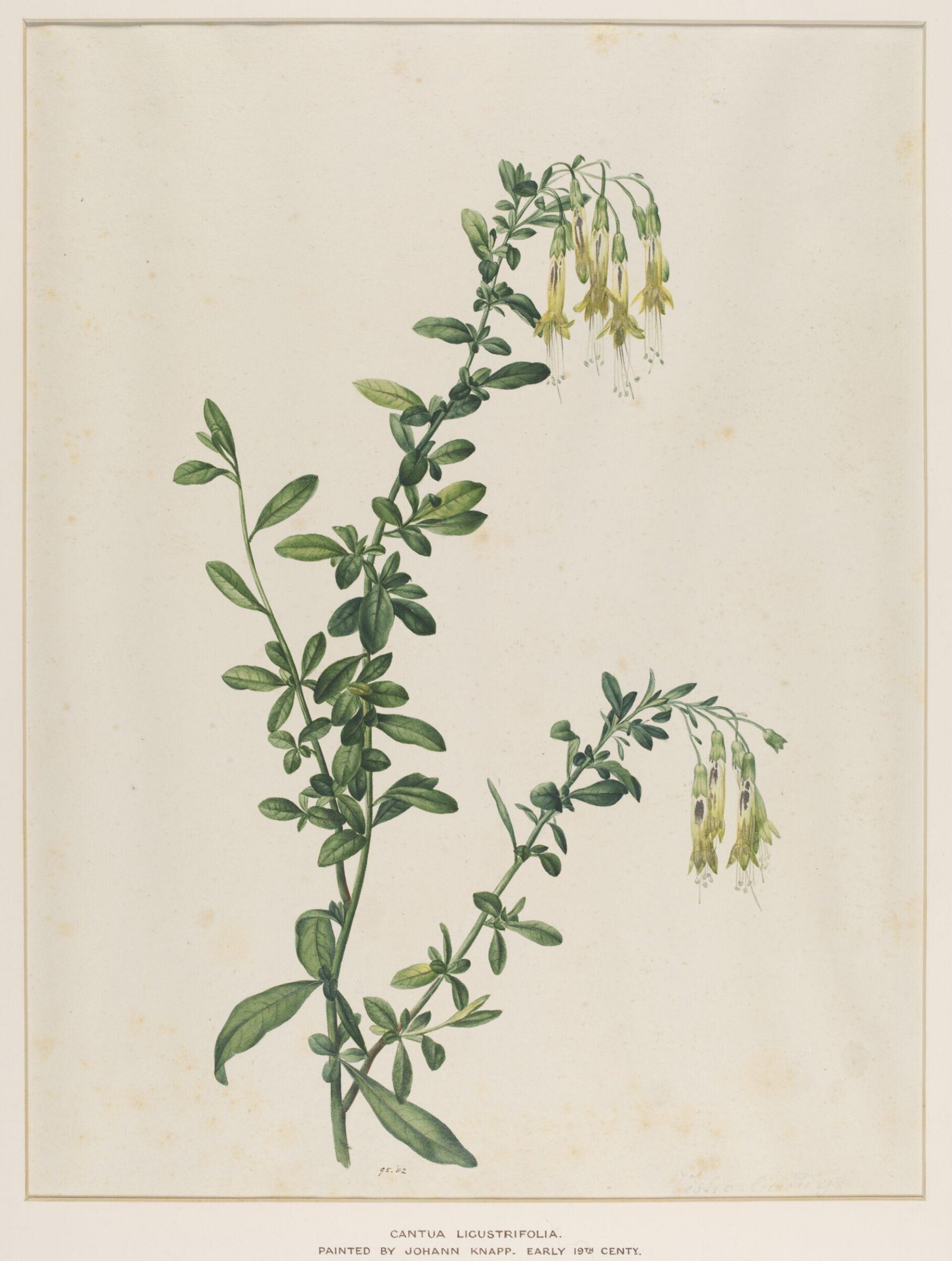 Cantua Ligustrifolia, Johann Knapp, early 19th century