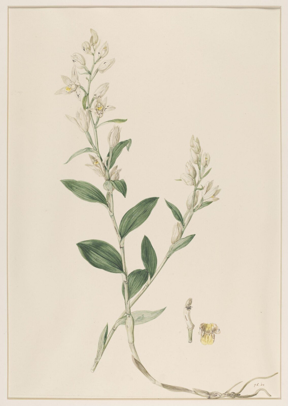 Epipactis Ensifolia, Johann Knapp, early 19th century