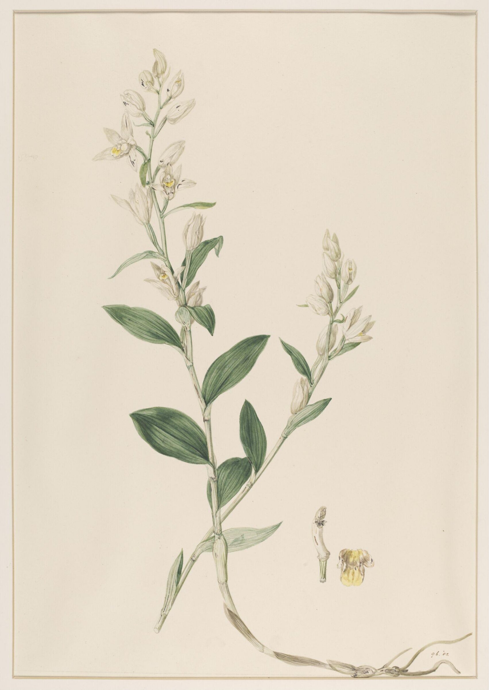 Epipactis Ensifolia, Johann Knapp, early 19th century