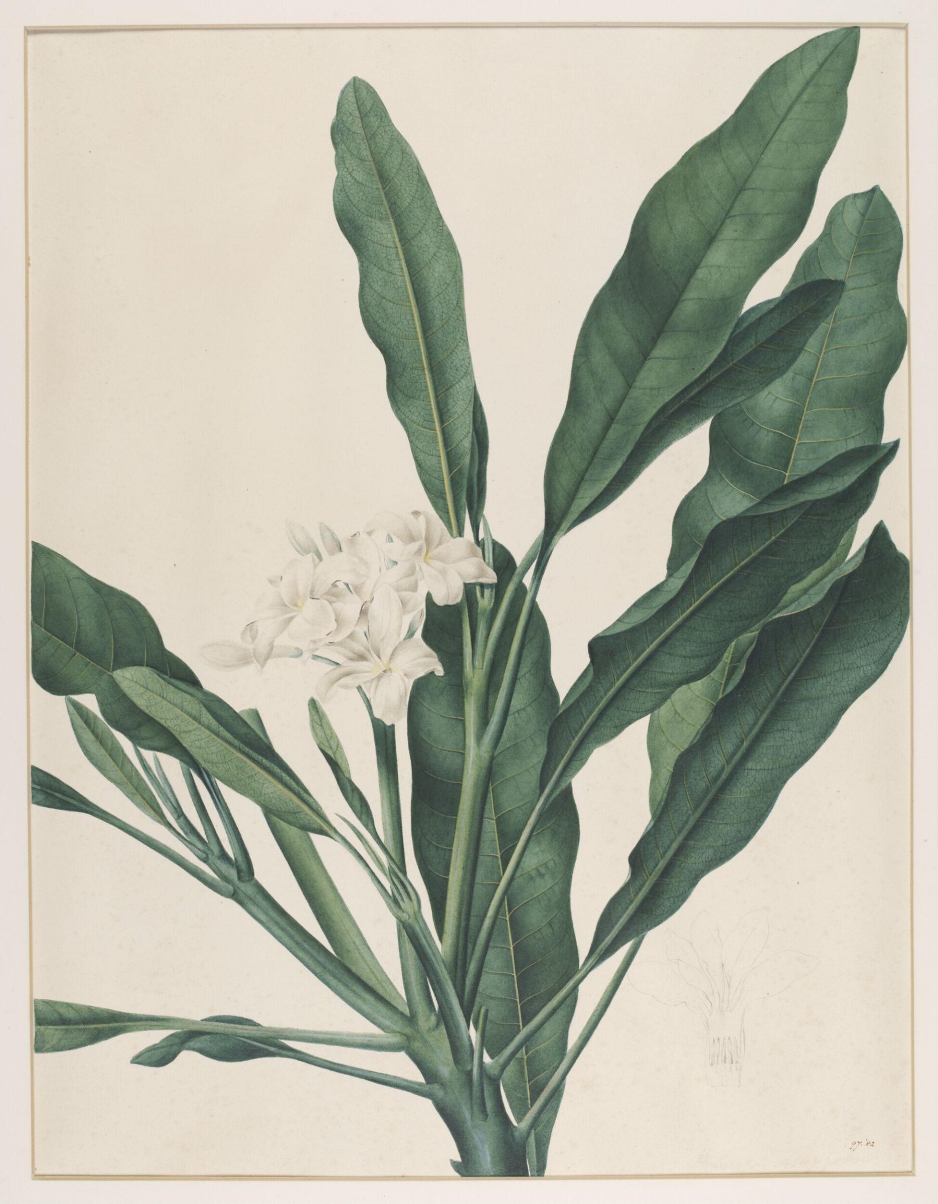 Fumaria Obliquefolia, Johann Knapp, early 19th century