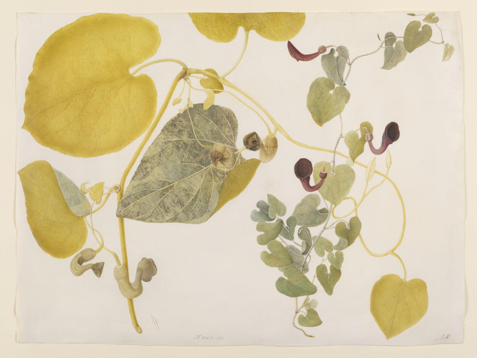 Drawing, A. Power, late 18th century - early 19th century