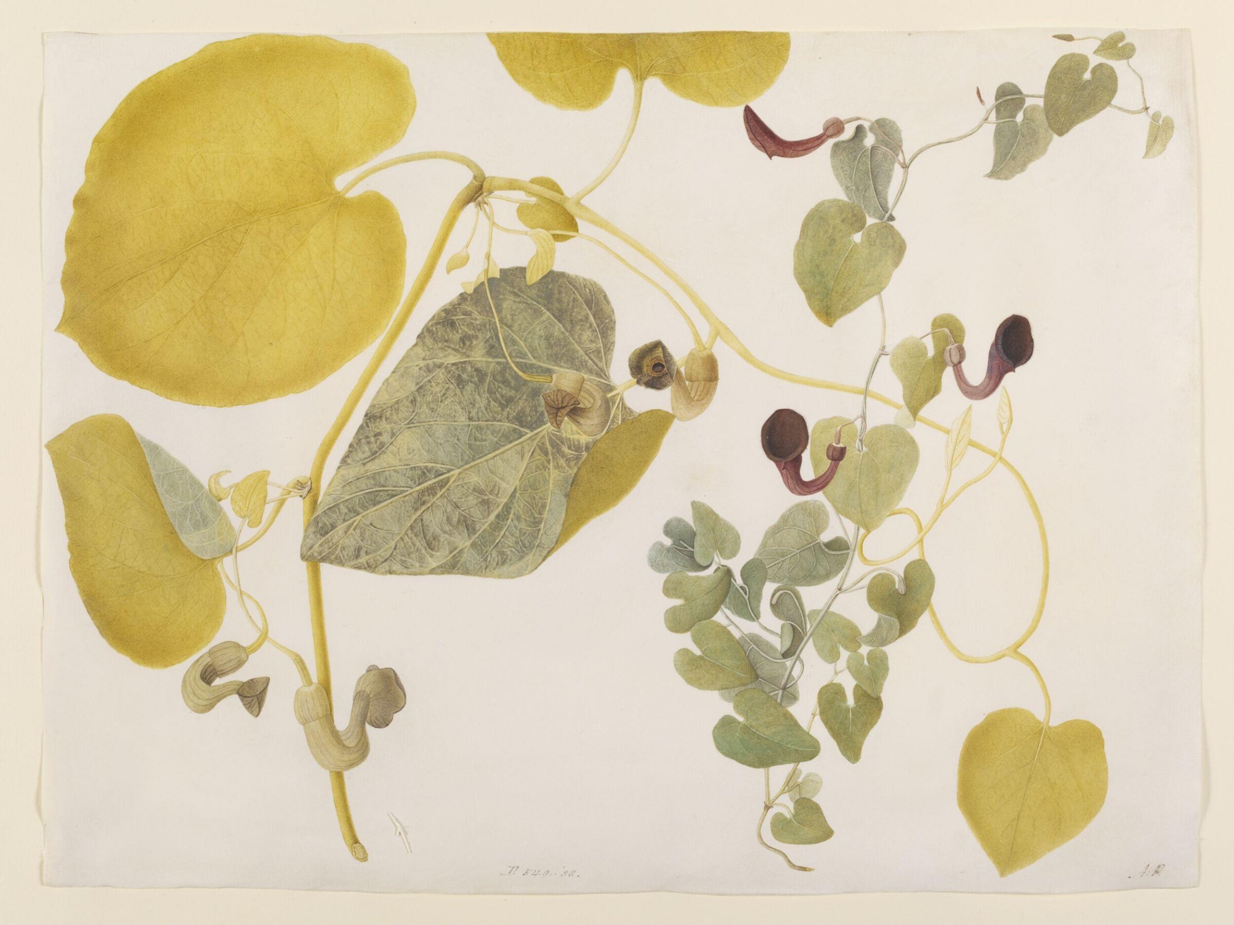 Drawing, A. Power, late 18th century - early 19th century