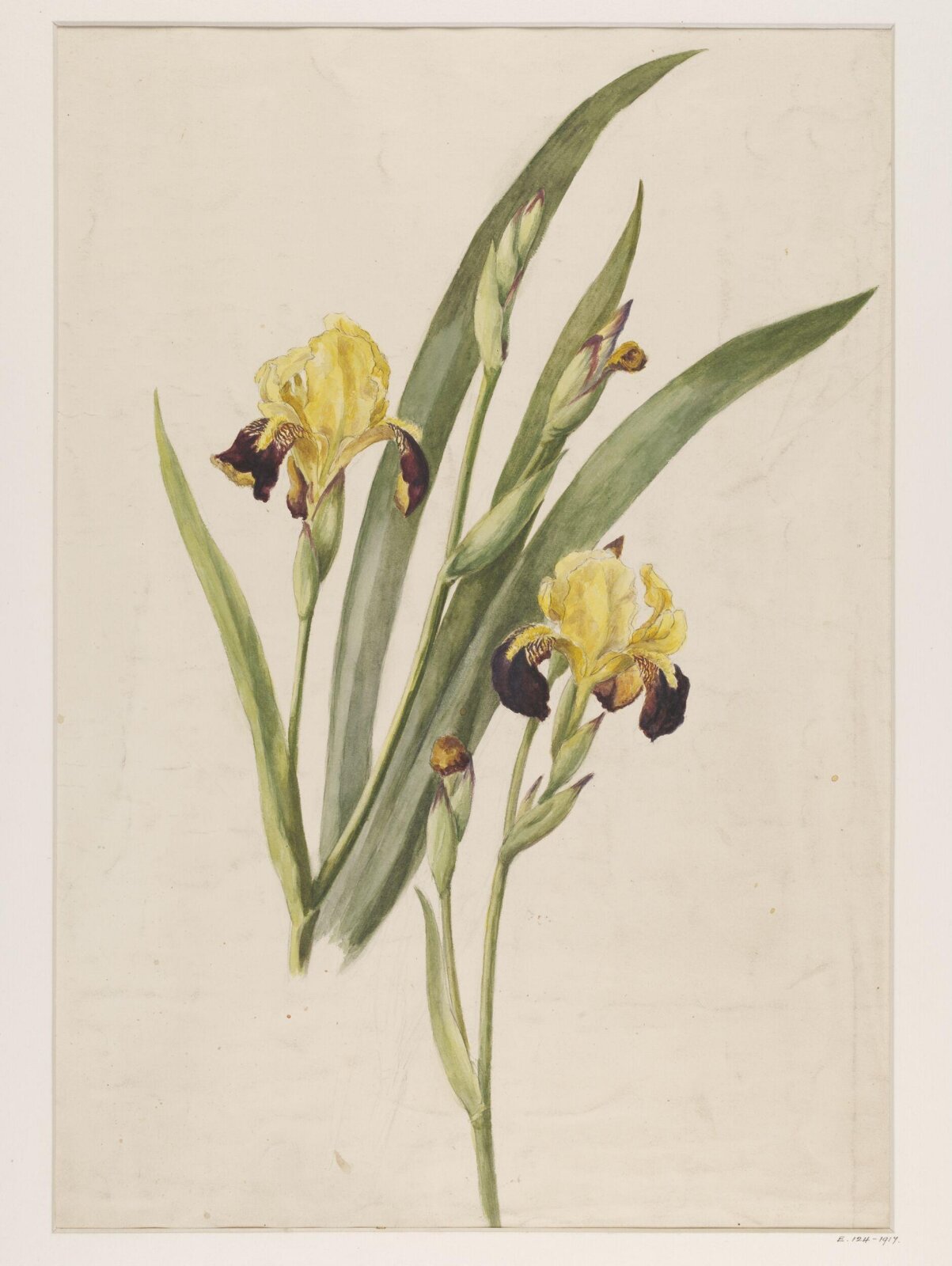 Drawing, Charlotte Horn Spiers, 1873-1914