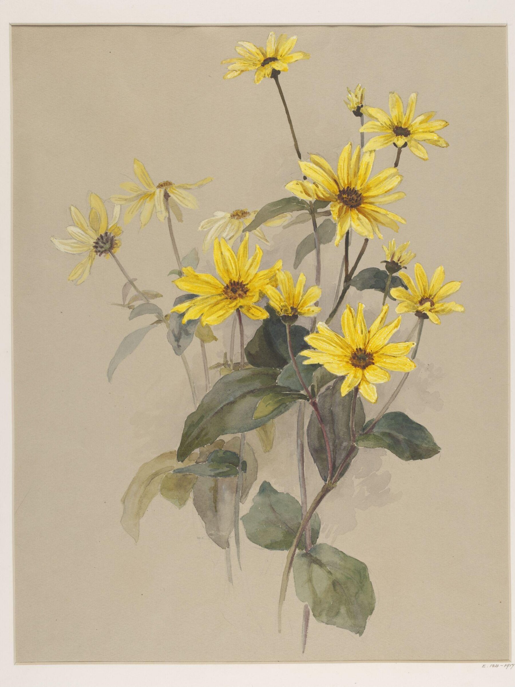 Drawing, Charlotte Horn Spiers, 1873-1914