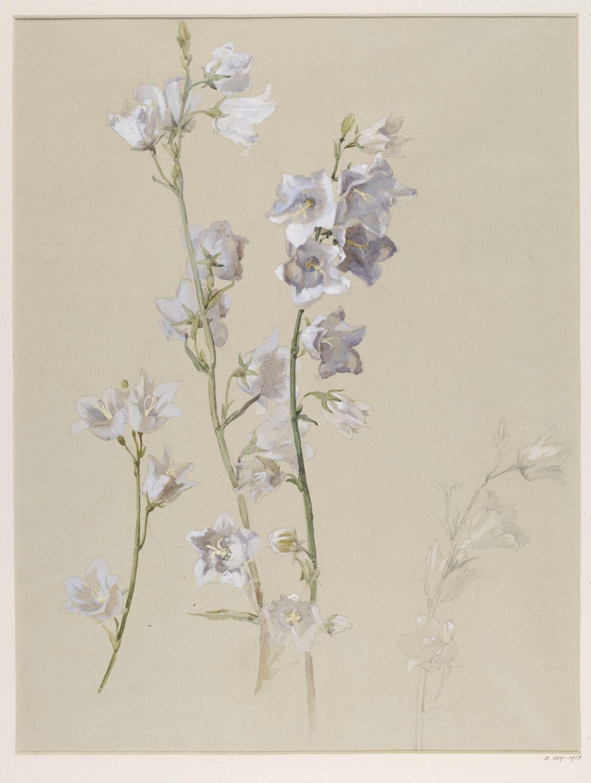 Drawing, Charlotte Horn Spiers, 1873-1914