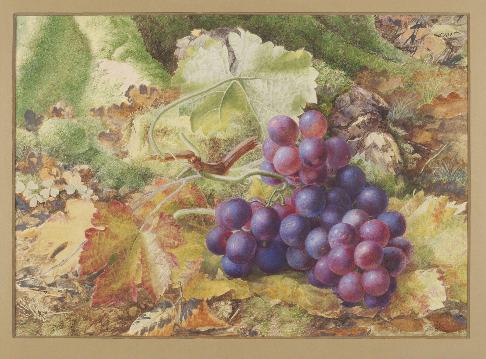 Study of Black Grapes, Samuel McCloy, ca. late 19th century