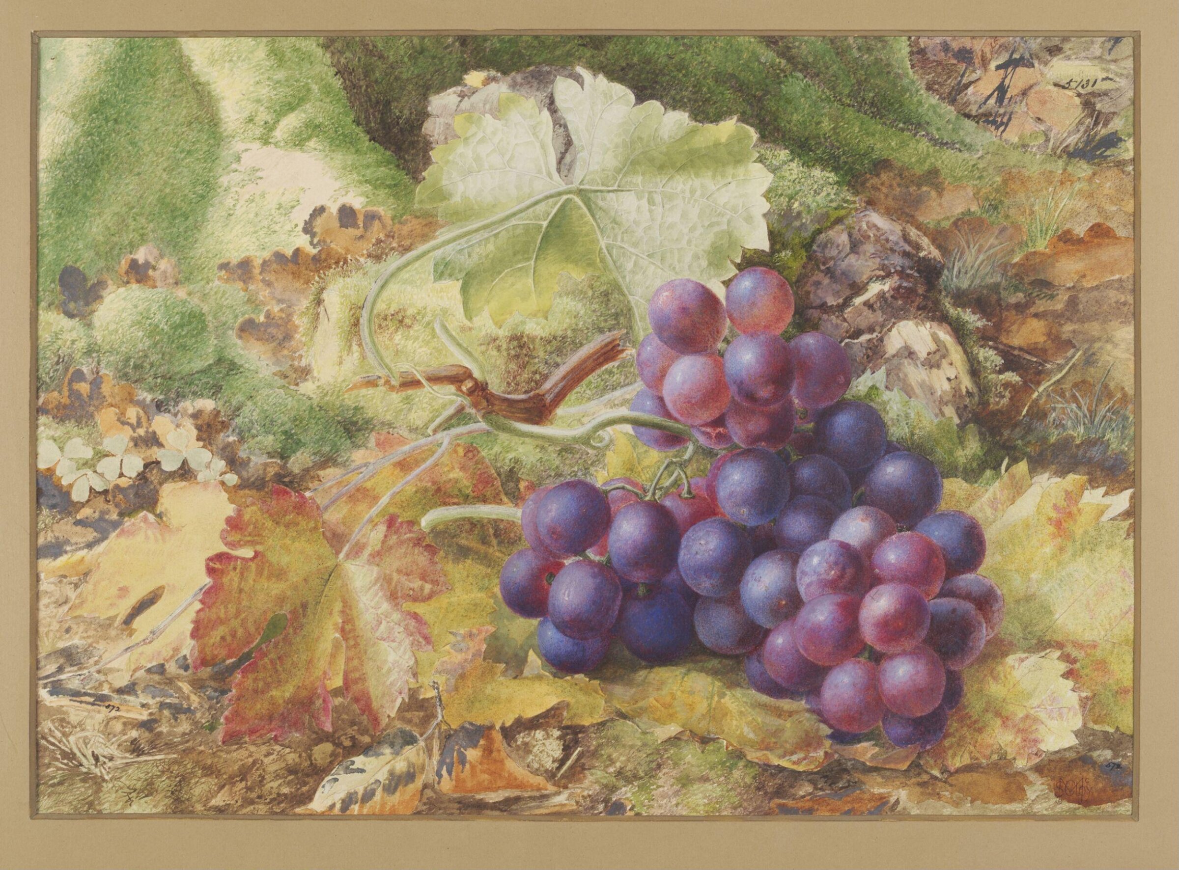 Study of Black Grapes, Samuel McCloy, ca. late 19th century