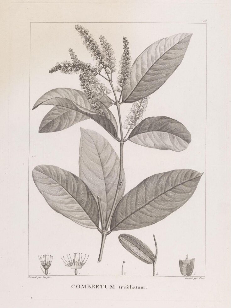 Combretum trifoliatum top image